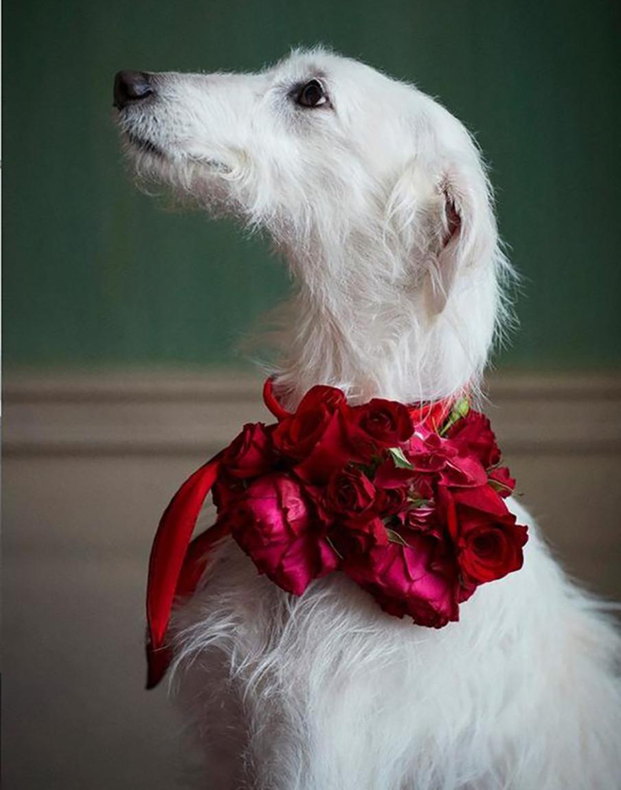Stampa d'arte di Richard Phibbs - Cane con ghirlanda In condizioni Nuovo a New York, NY