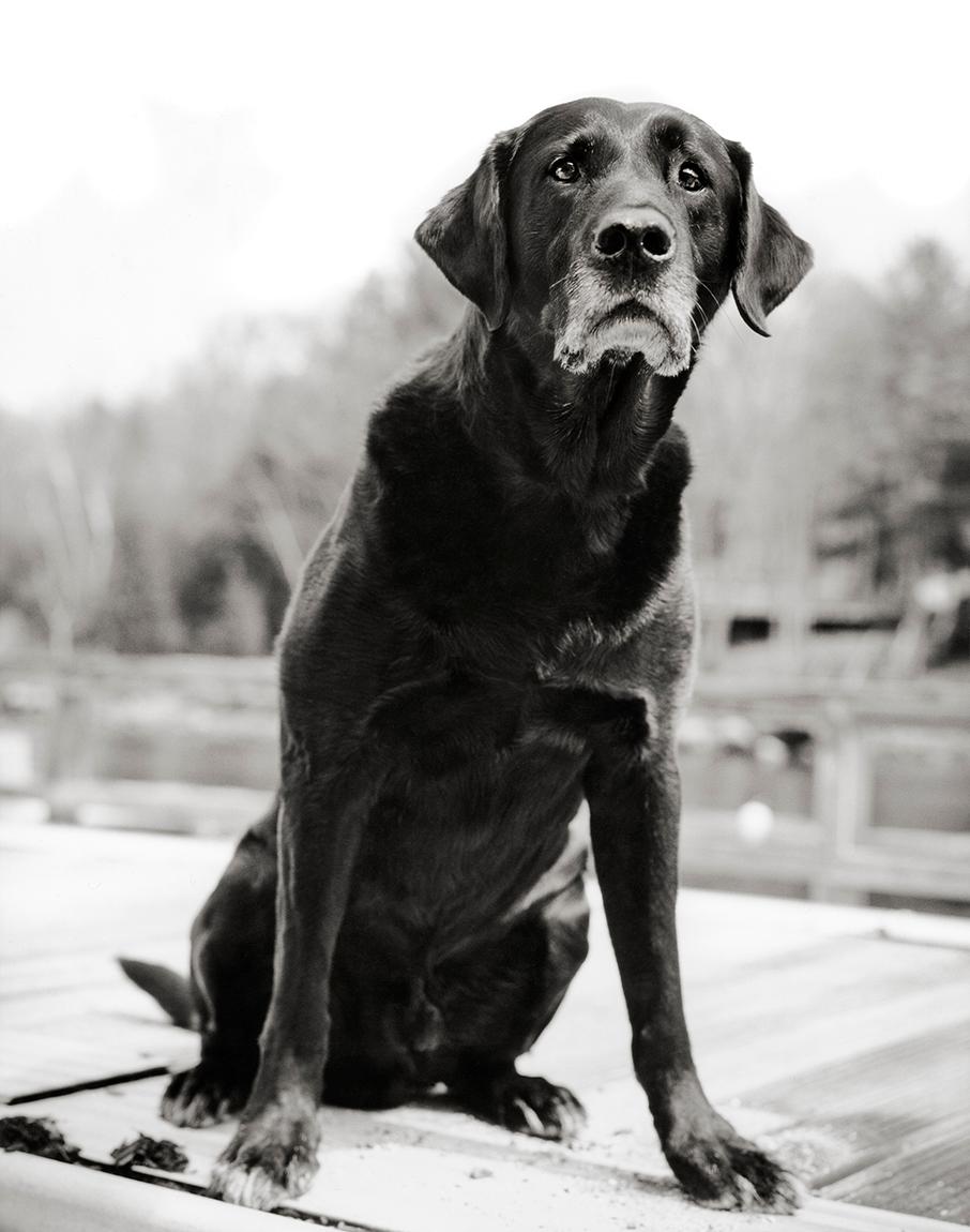 Richard Phibbs Stampa d'arte - Parter Old Dog In condizioni Nuovo a New York, NY