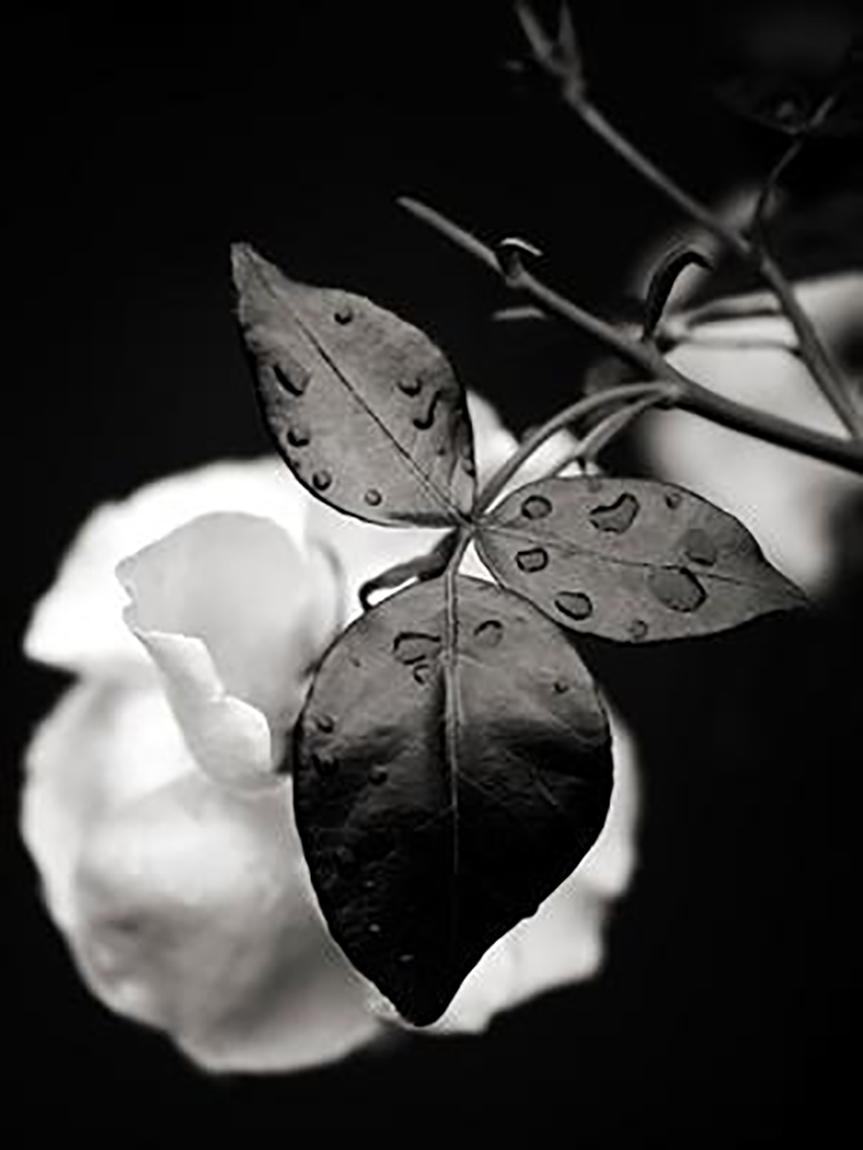 Richard Phibbs Stampa d'arte - ROSE CON FOGLIE BAGNATE In condizioni Nuovo a New York, NY