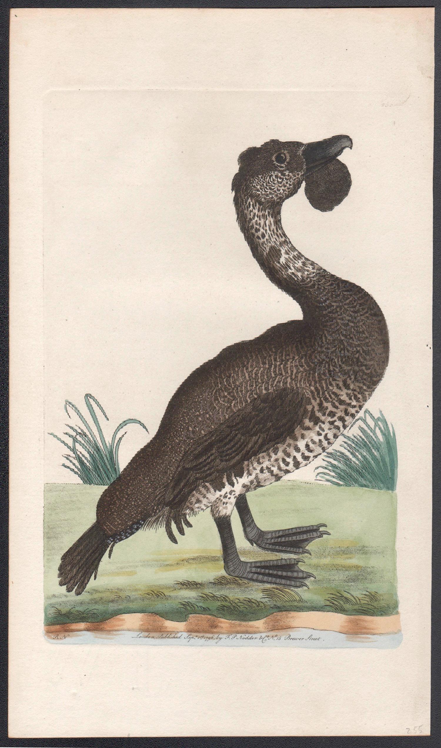The Lobated Musk Duck, Australie, gravure avec coloration à la main originale, 1795 - Print de Richard Polydore Nodder