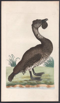 The Lobated Musk Duck, Australia, engraving with original hand-colouring, 1795