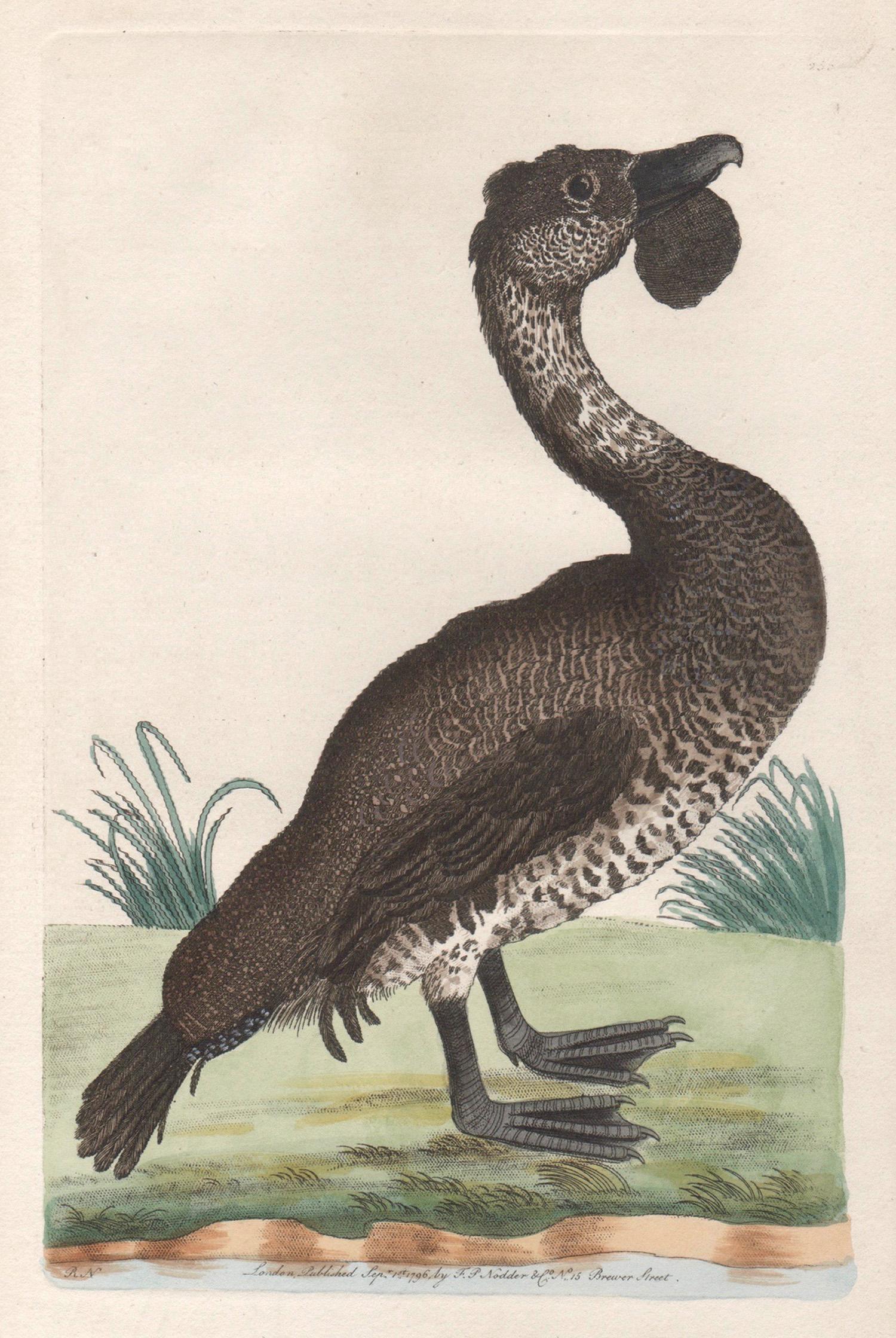 Animal Print Richard Polydore Nodder - The Lobated Musk Duck, Australie, gravure avec coloration à la main originale, 1795