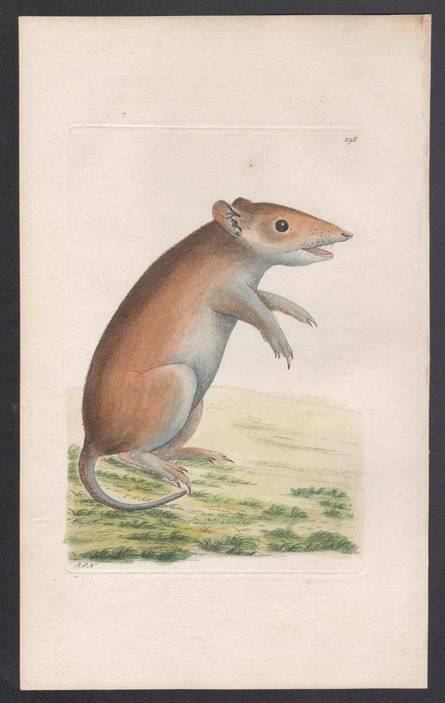 The Porculine Opossum (Bandicoot), Australie, gravure, 1795 - Print de Richard Polydore Nodder