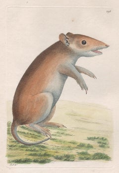 The Porculine Opossum (Bandicoot), Australie, gravure, 1795