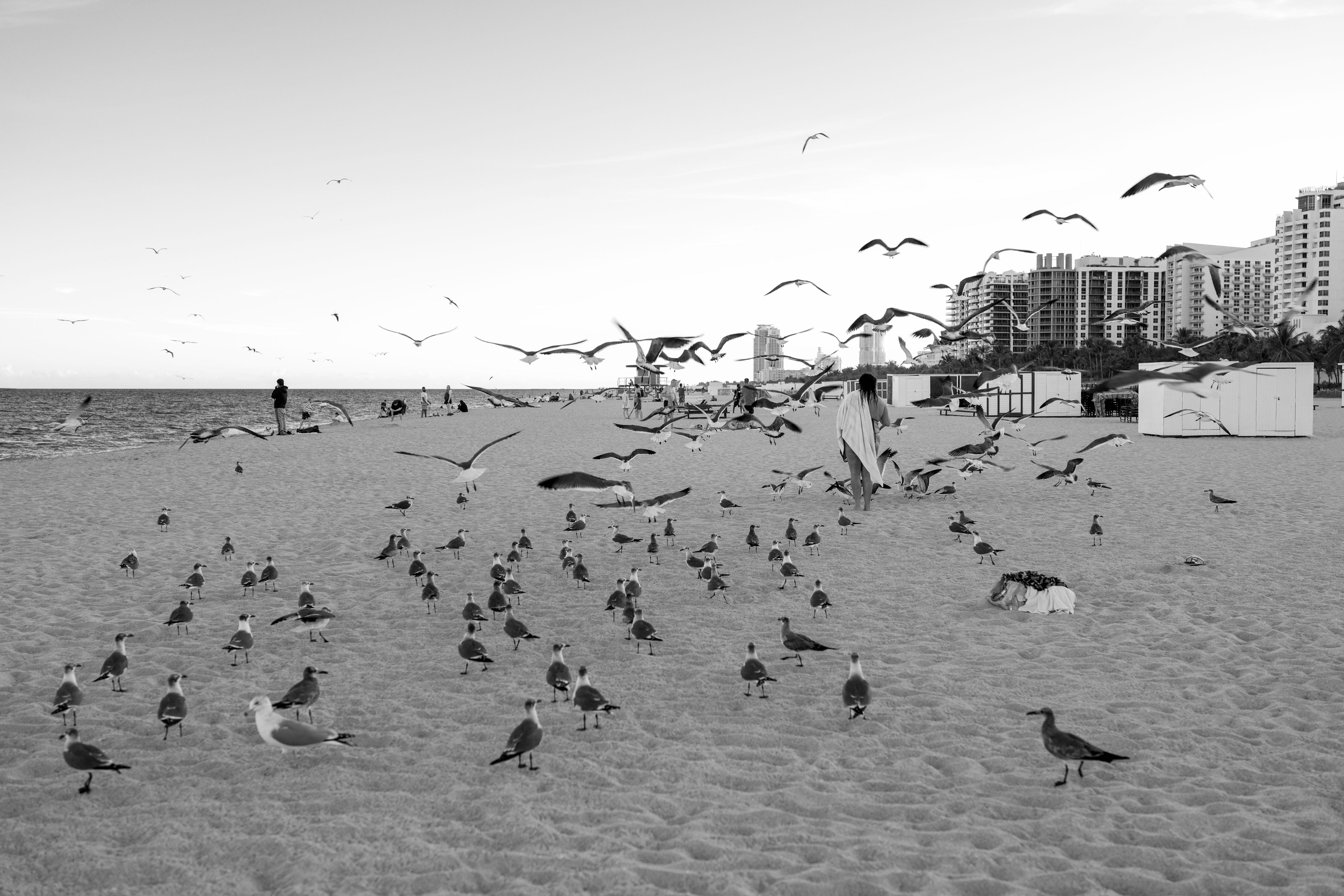 Richard Scudder Black and White Photograph - â€œBirdsâ€ Aka (Miami Beach Birds), Photograph, Silver Hal/Gelatin