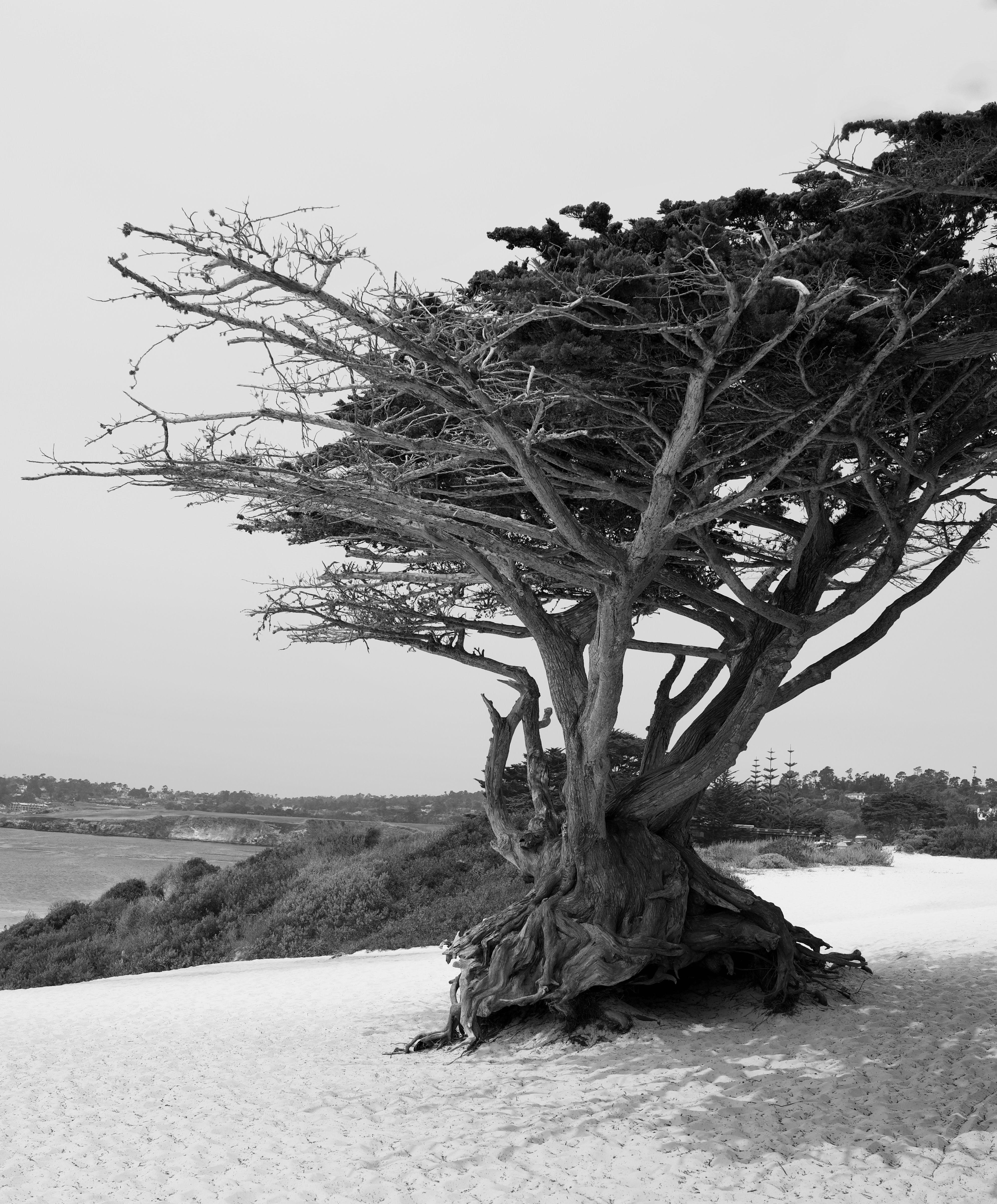 Cyprès de Monterey", également appelé "cyprès de Pebble Beach", Photographer, Silver Hal/G