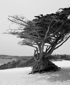 â€œMonterey Cypressâ€ Aka ( Pebble Beach Cypress Tree, Photograph, Silver Hal/G