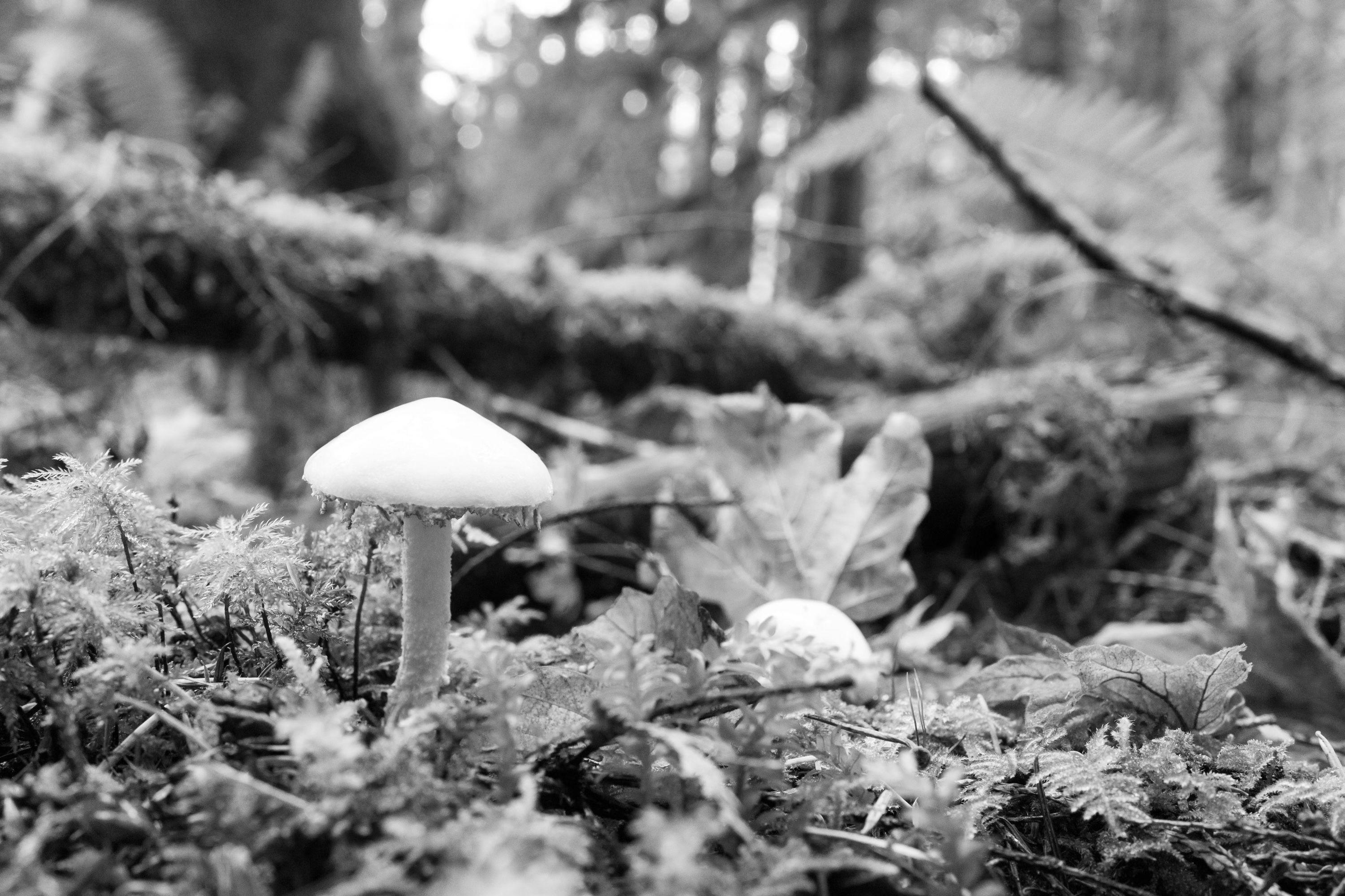 Richard Scudder Black and White Photograph - Rainforest Mushroom, Photograph, Silver Hal/Gelatin