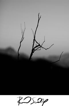 Twigs With Signature In Black & White, Photograph, C-Type