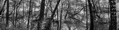 'Spring on the Chattahoochee' black & white landscape photograph - Eliot Porter