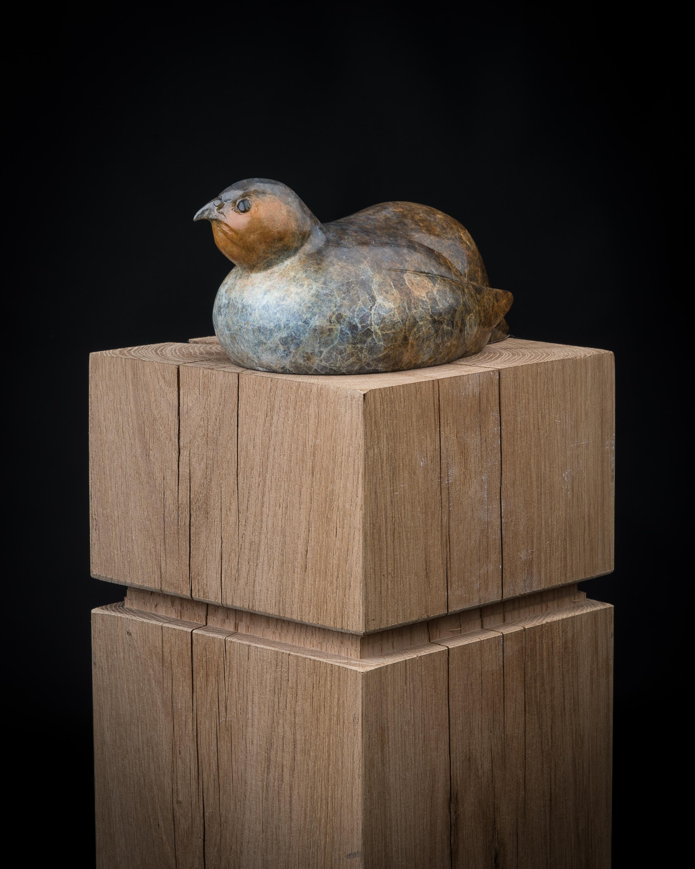 Edition of 25
A bronze sculpture of a Seated Partridge, patinated in mottled brown with delicate specks of white, captures the quiet dignity and subtle charm of this iconic game bird. The sculptor depicts the partridge in a relaxed, grounded pose,
