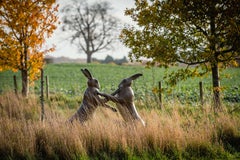 'Mojo Fun' Large outdoor Bronze sculpture of boxing hares, amazing brown patina