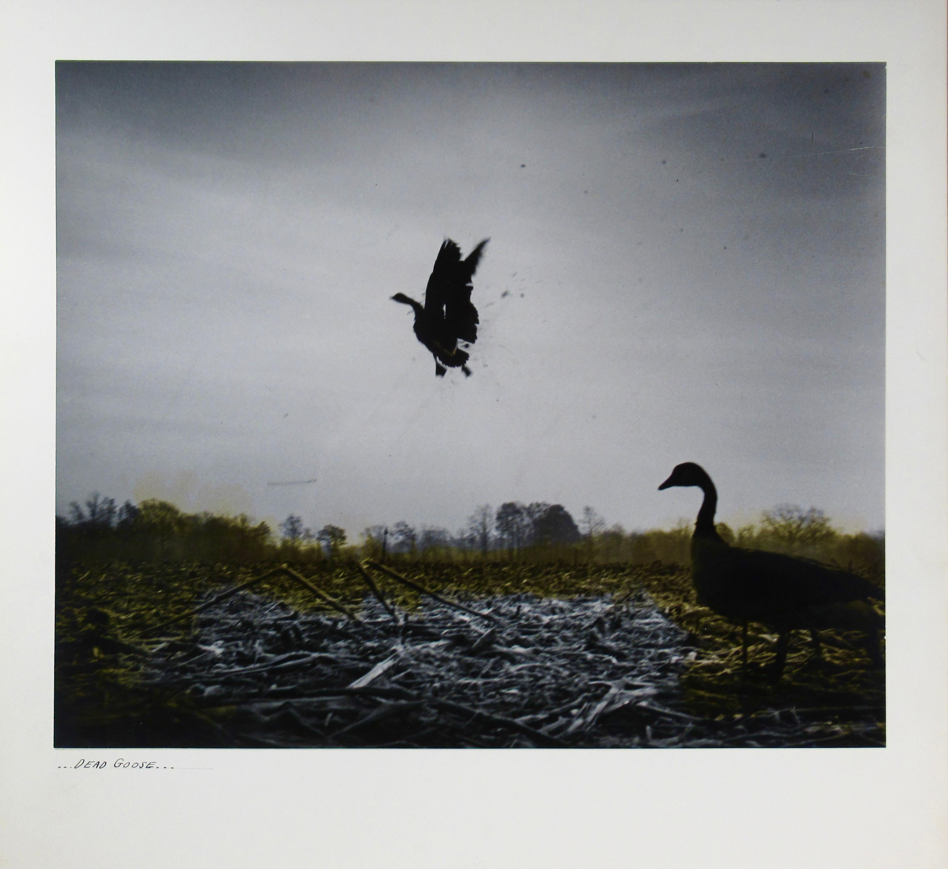 Tote Gans – Photograph von Richard Stacks