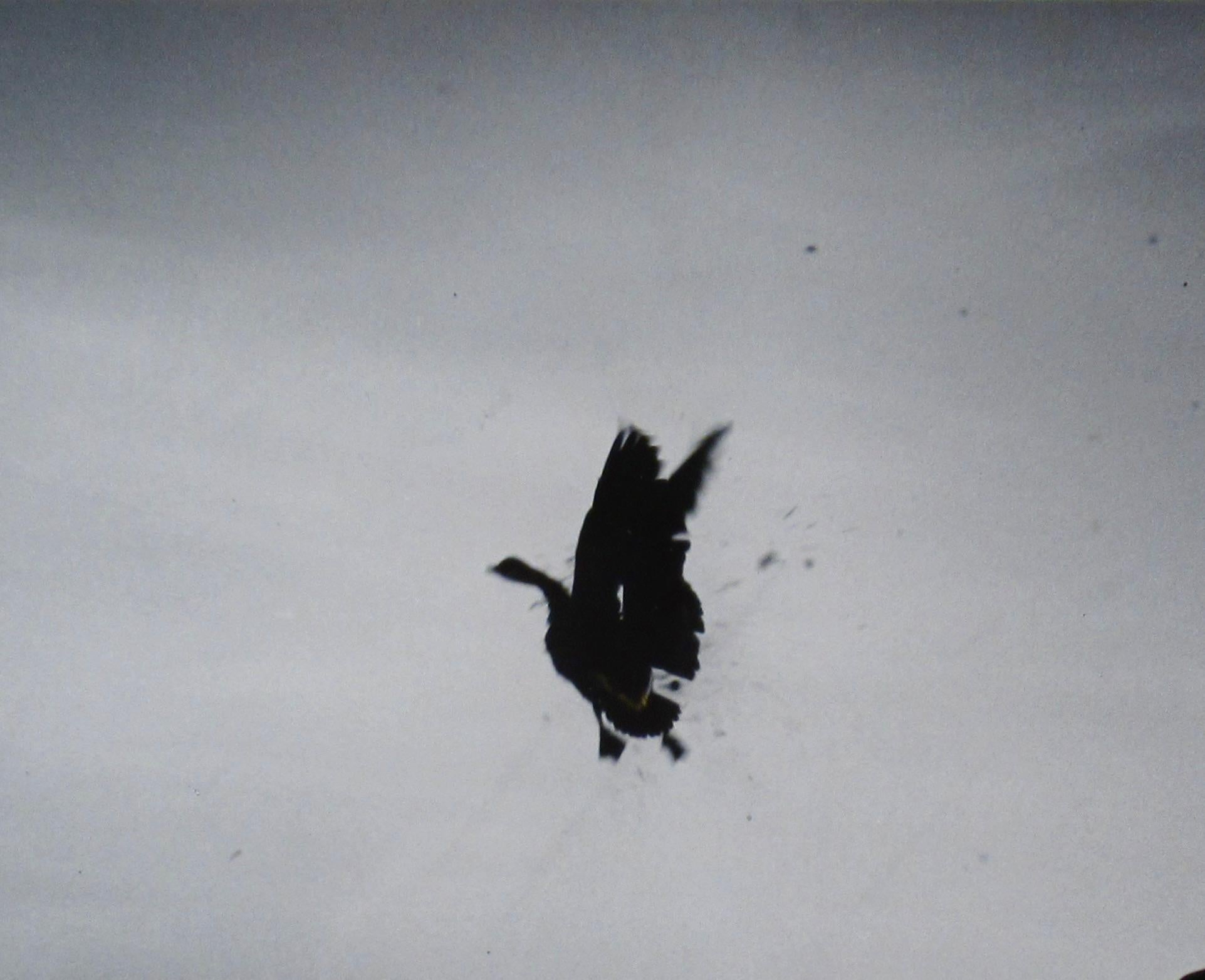 Tote Gans (Fotorealismus), Photograph, von Richard Stacks