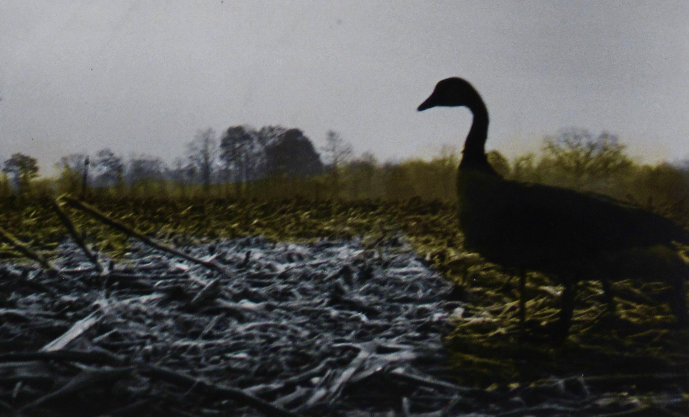 Tote Gans (Grau), Figurative Photograph, von Richard Stacks
