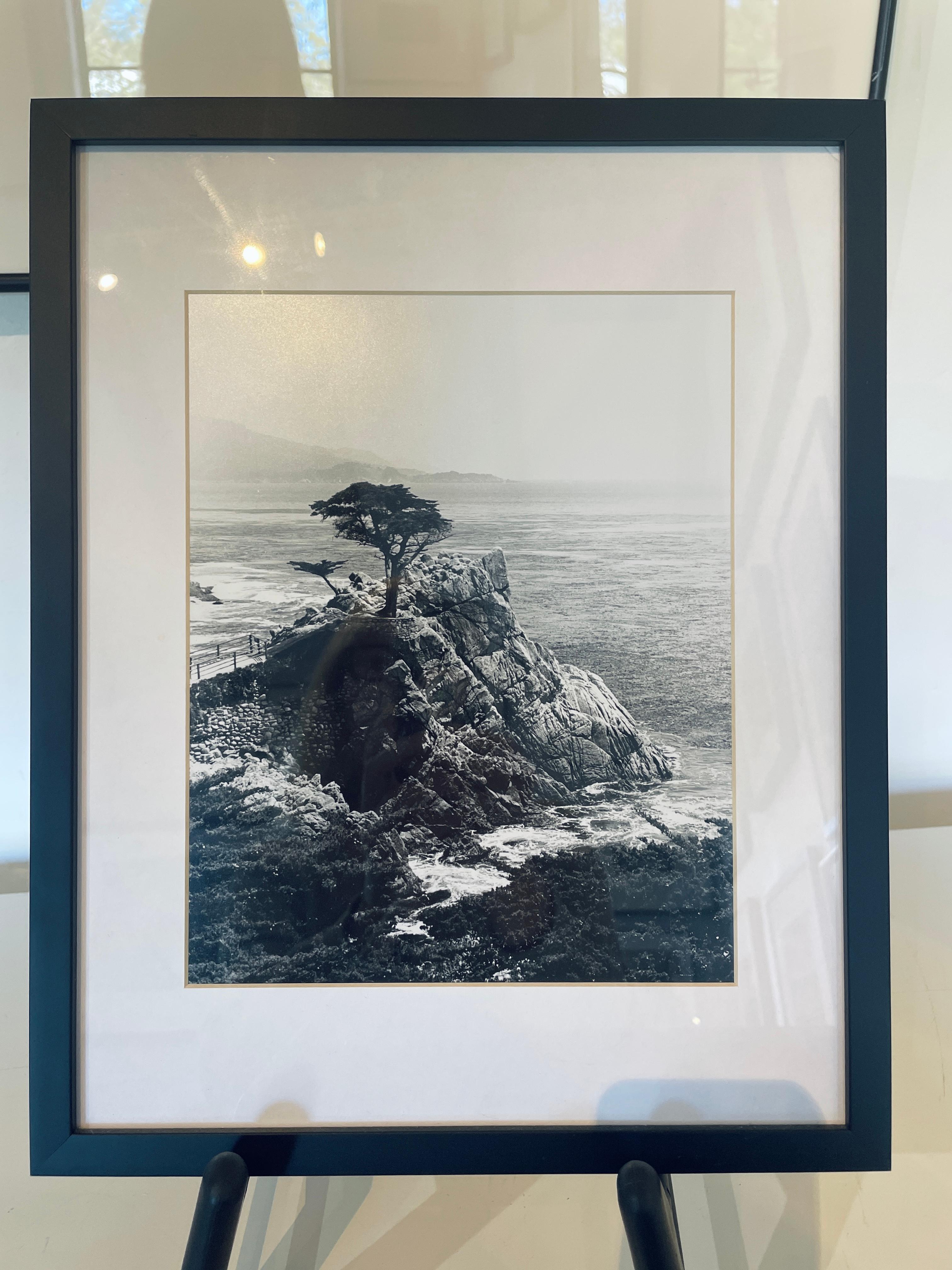 Árbol fantasma, Pebble Beach, California