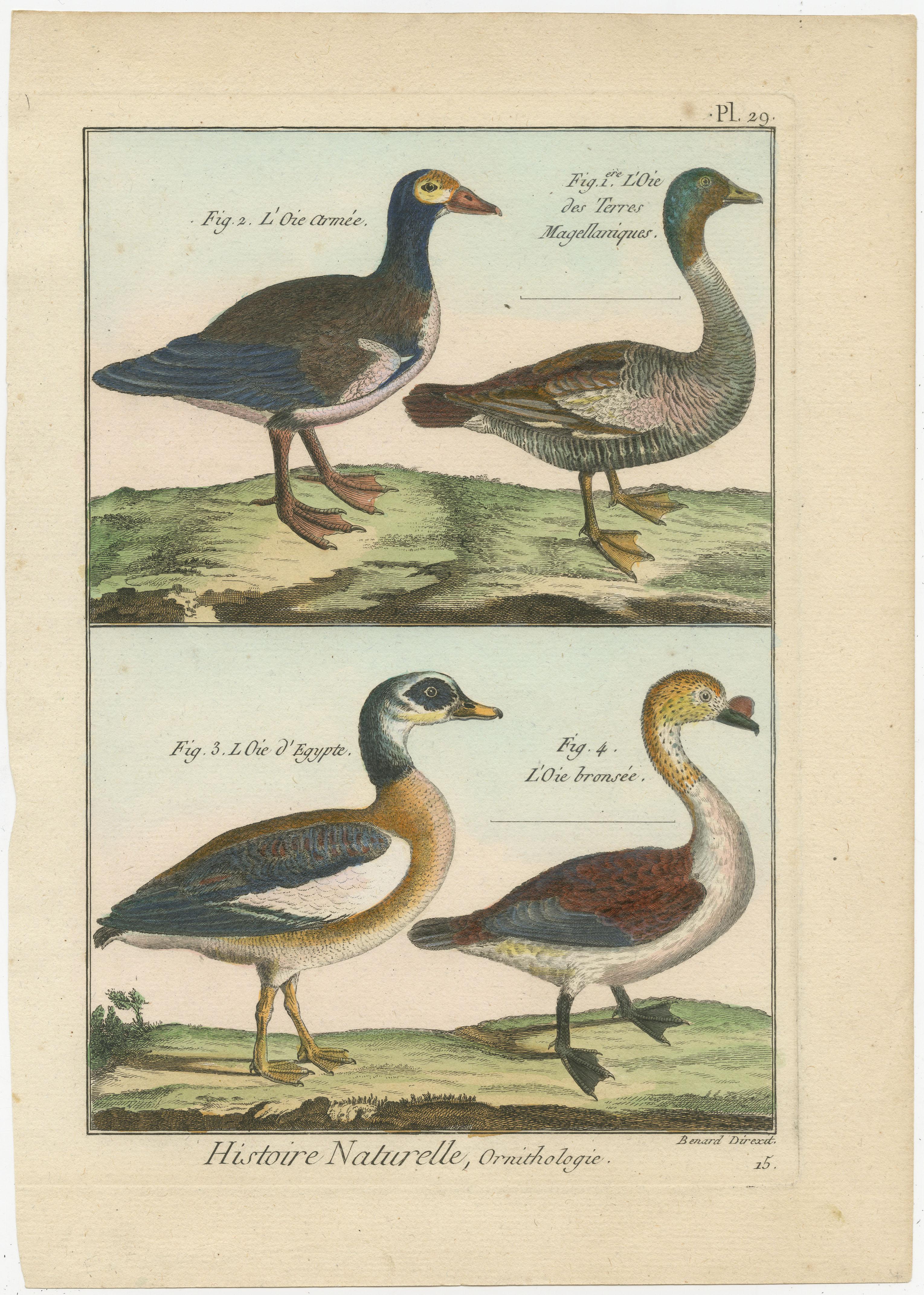 An authentic, perfect and bright, originally hand-colored, illustration of 4 Geese on parchment paper (copper engraving). It has a fine shining because of the authenticly applied egg-yolk as varnish. The Artist is Robert Bernard (1792). The