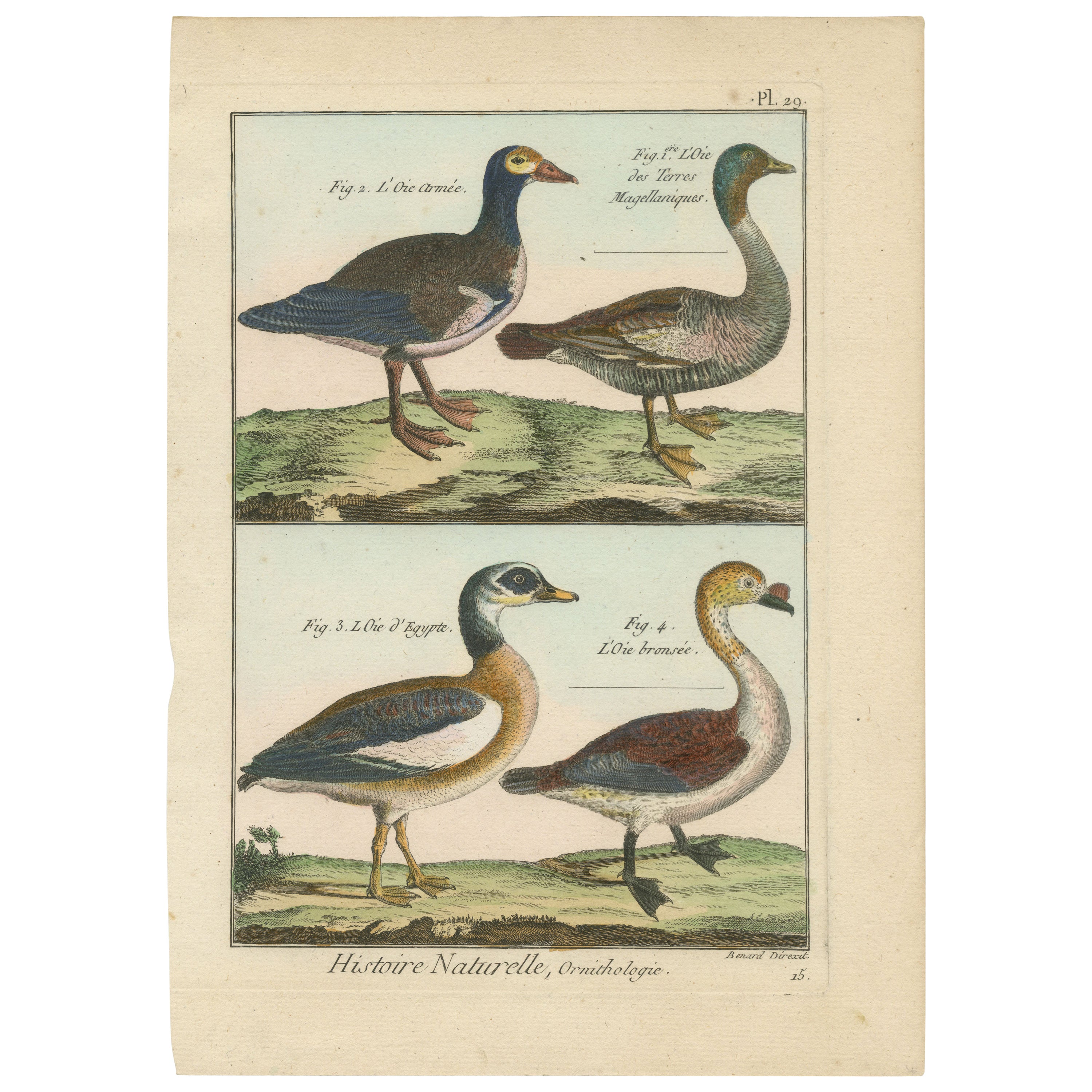 Richement colorée à la main, gravure authentique en cuivre de 4 oiseaux (1792)