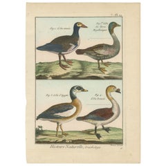 Richly Hand-Colored, Authentic Copper Engraving of 4 Geese (1792)