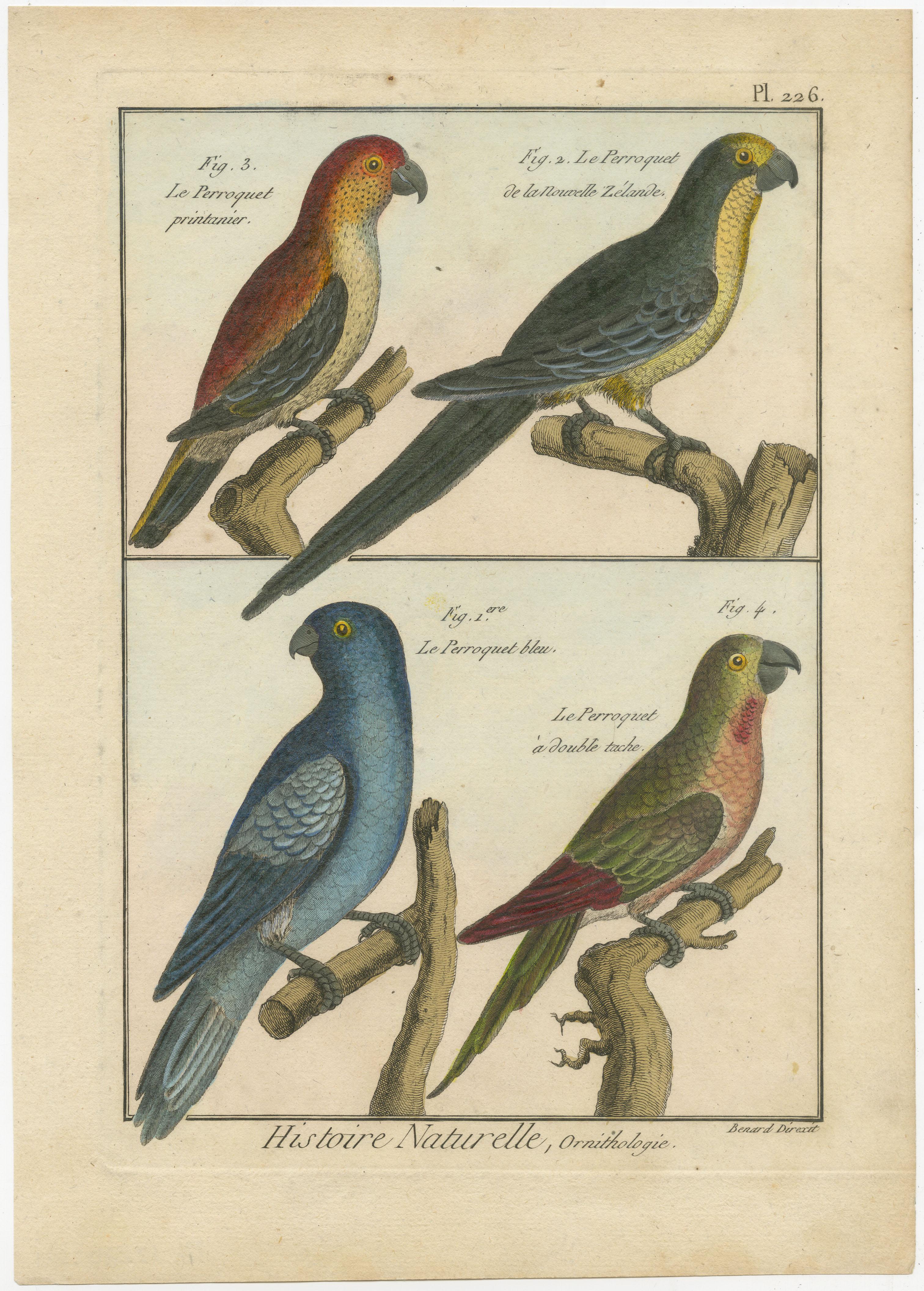 Eine authentische, perfekte und helle, ursprünglich handkolorierte Illustration von 4 Papageien auf Pergamentpapier (Kupferstich). Es hat einen feinen Glanz durch das authentisch aufgetragene Eigelb als Firnis. Der Künstler ist Robert Bernard