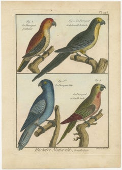 Richly Hand-Colored, Authentic Copper Engraving of 4 Parrots(1792)
