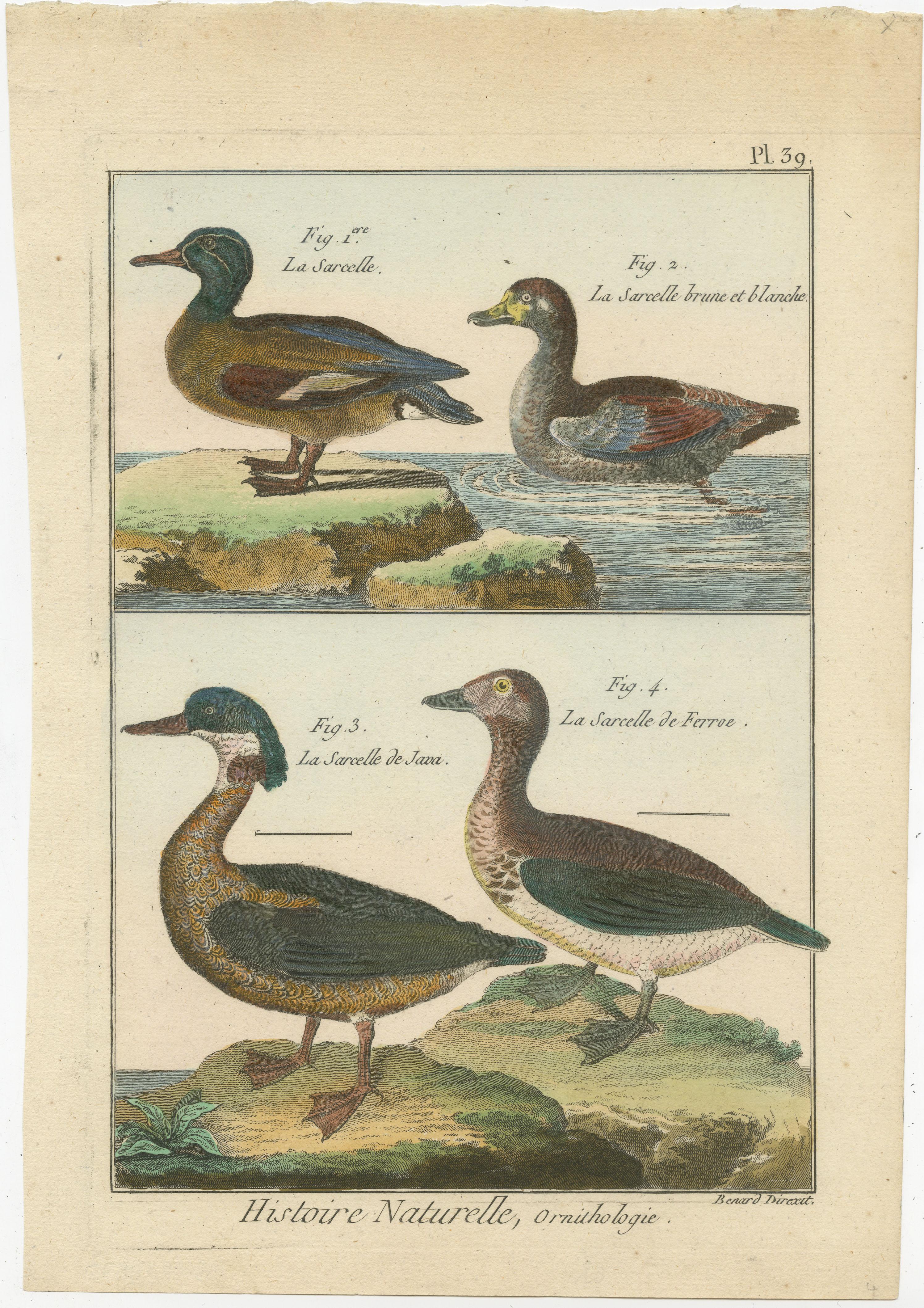 An authentic, perfect and bright, originally hand-colored, illustration of 4 Teals on parchment paper (copper engraving). It has a fine shining because of the authenticly applied egg-yolk as varnish. The Artist is Robert Bernard (1792). The