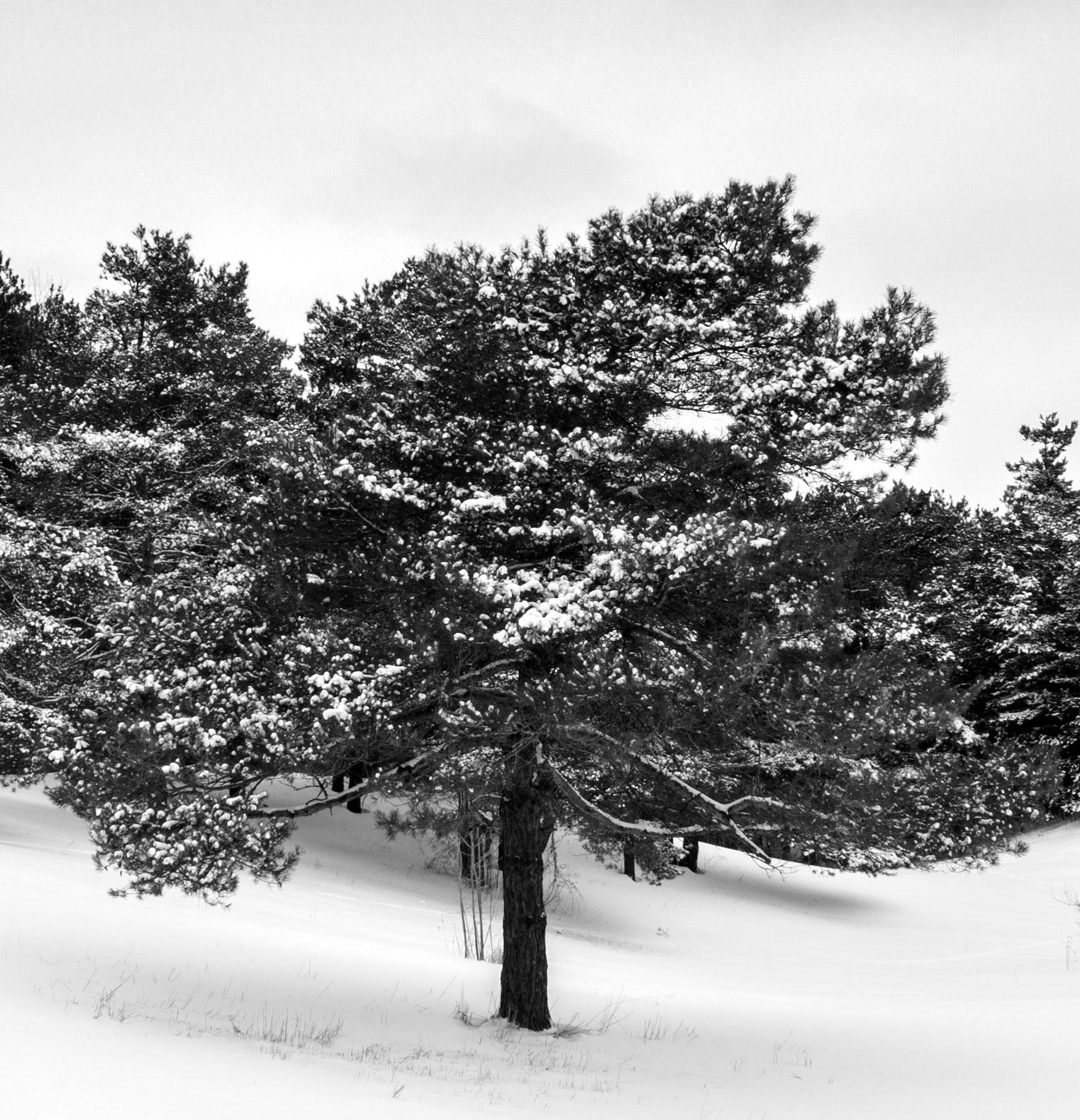 « Line of Trees in Snowy Field », impression pigmentaire d'archives signée - Contemporain Photograph par Rick Bogacz