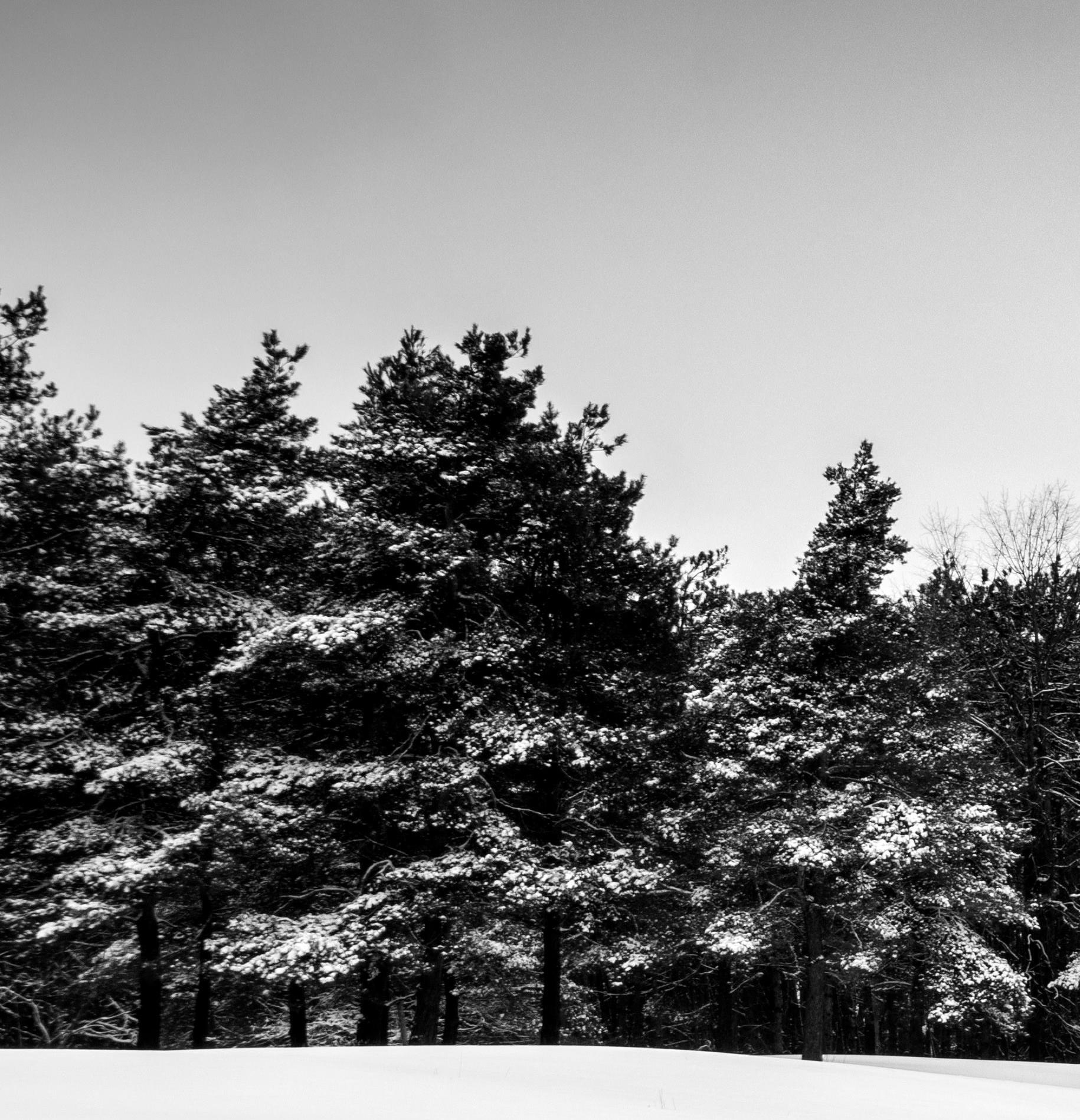 « Line of Trees in Snowy Field », impression pigmentaire d'archives signée en vente 1