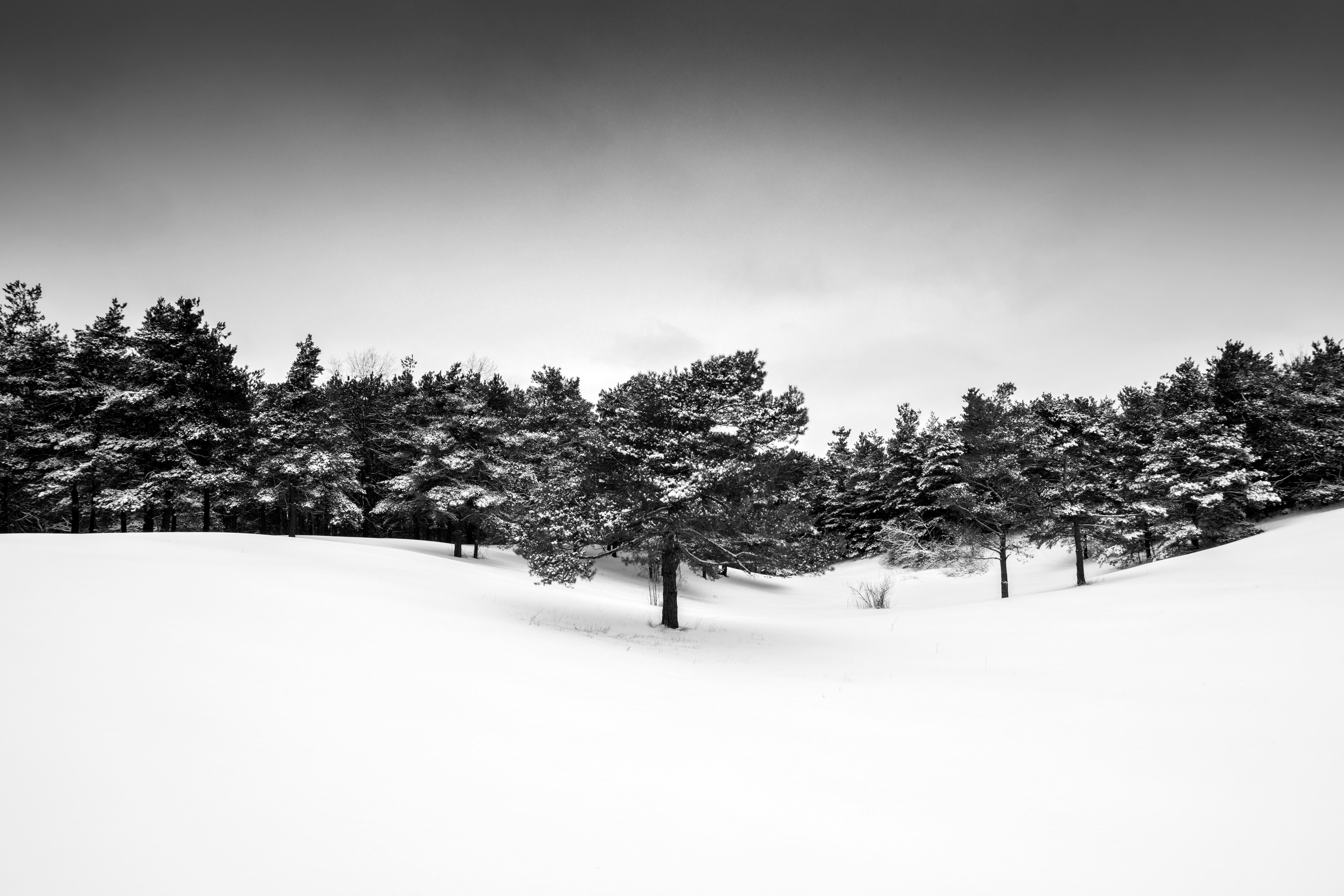 "Linea di alberi in un campo innevato", stampa d'archivio firmata con pigmento