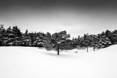 "Line of Trees in Snowy Field", signed archival pigment print