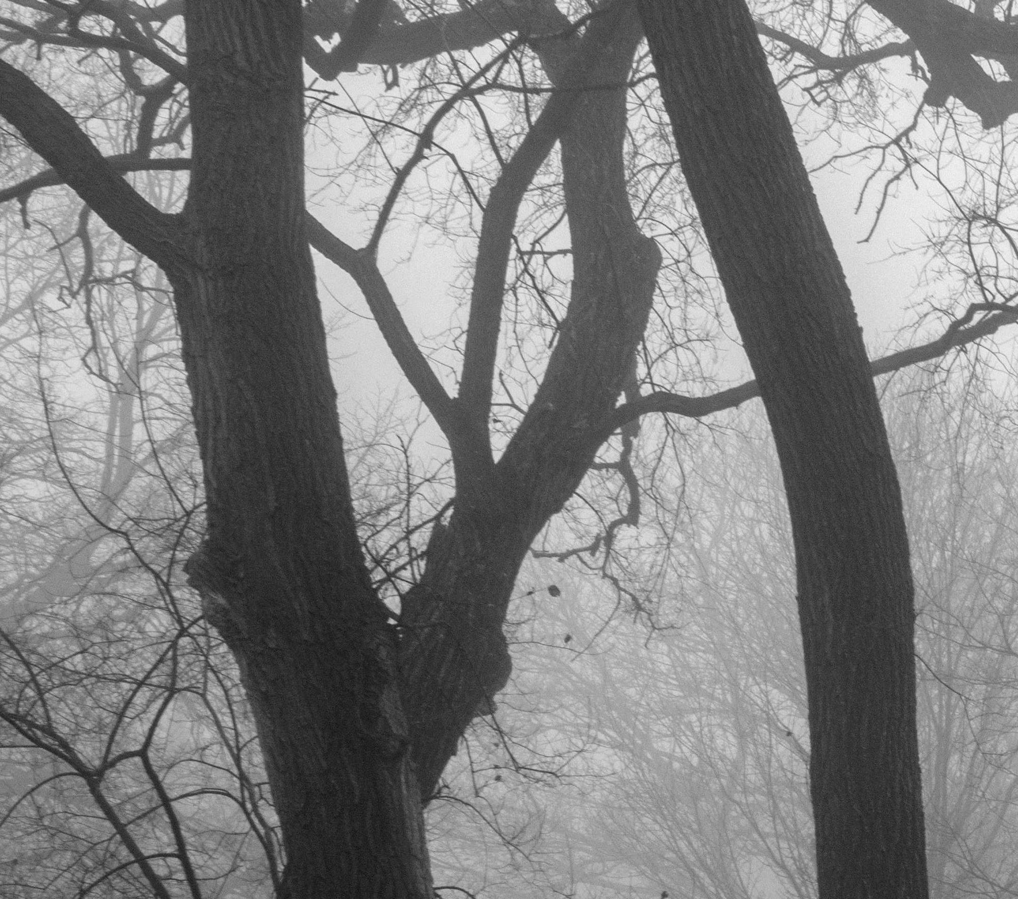 „Seven Trees, Sunnyside Beach“, signierter archivtauglicher Pigmentdruck (Zeitgenössisch), Photograph, von Rick Bogacz