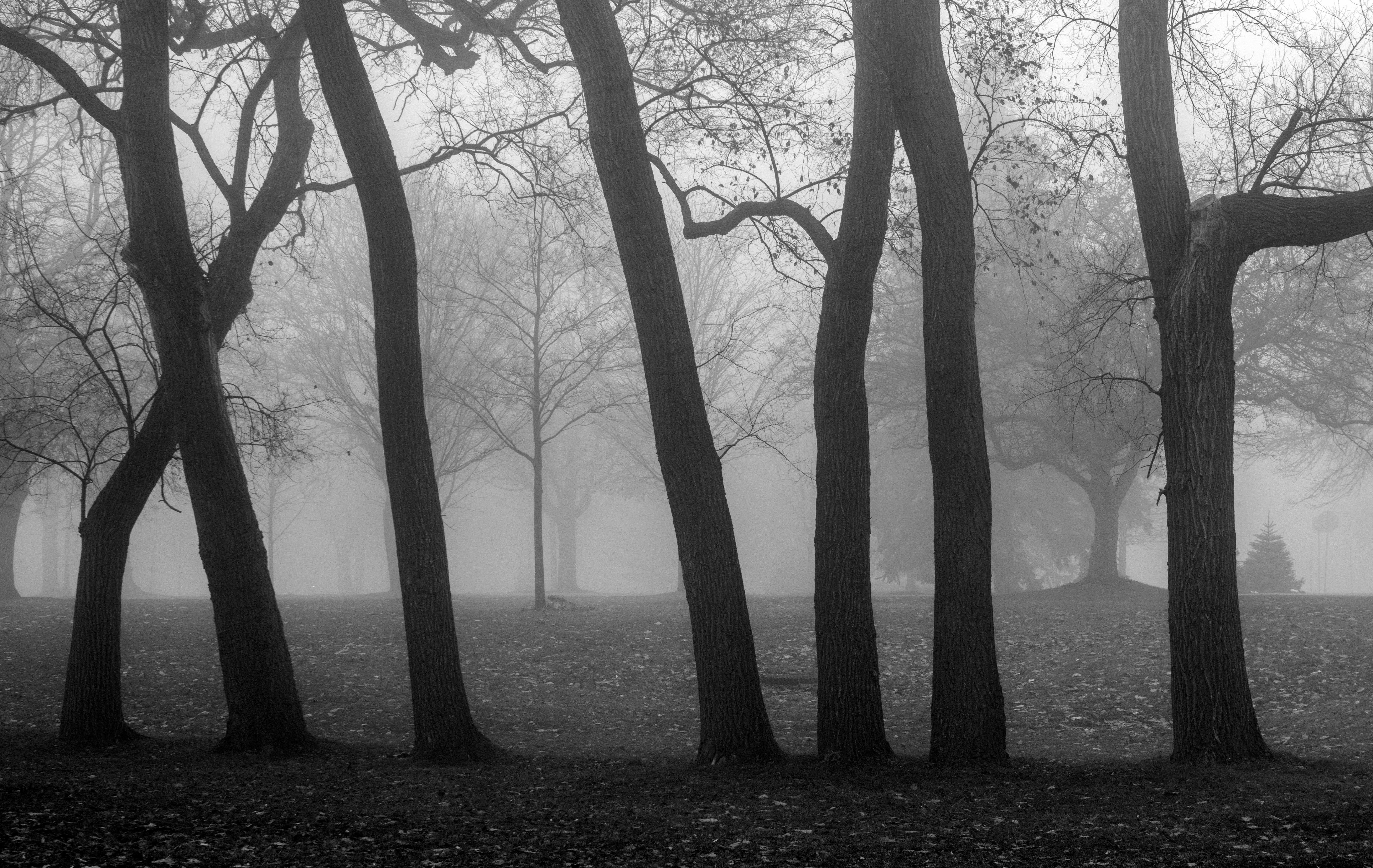 Rick Bogacz Black and White Photograph – „Seven Trees, Sunnyside Beach“, signierter archivtauglicher Pigmentdruck