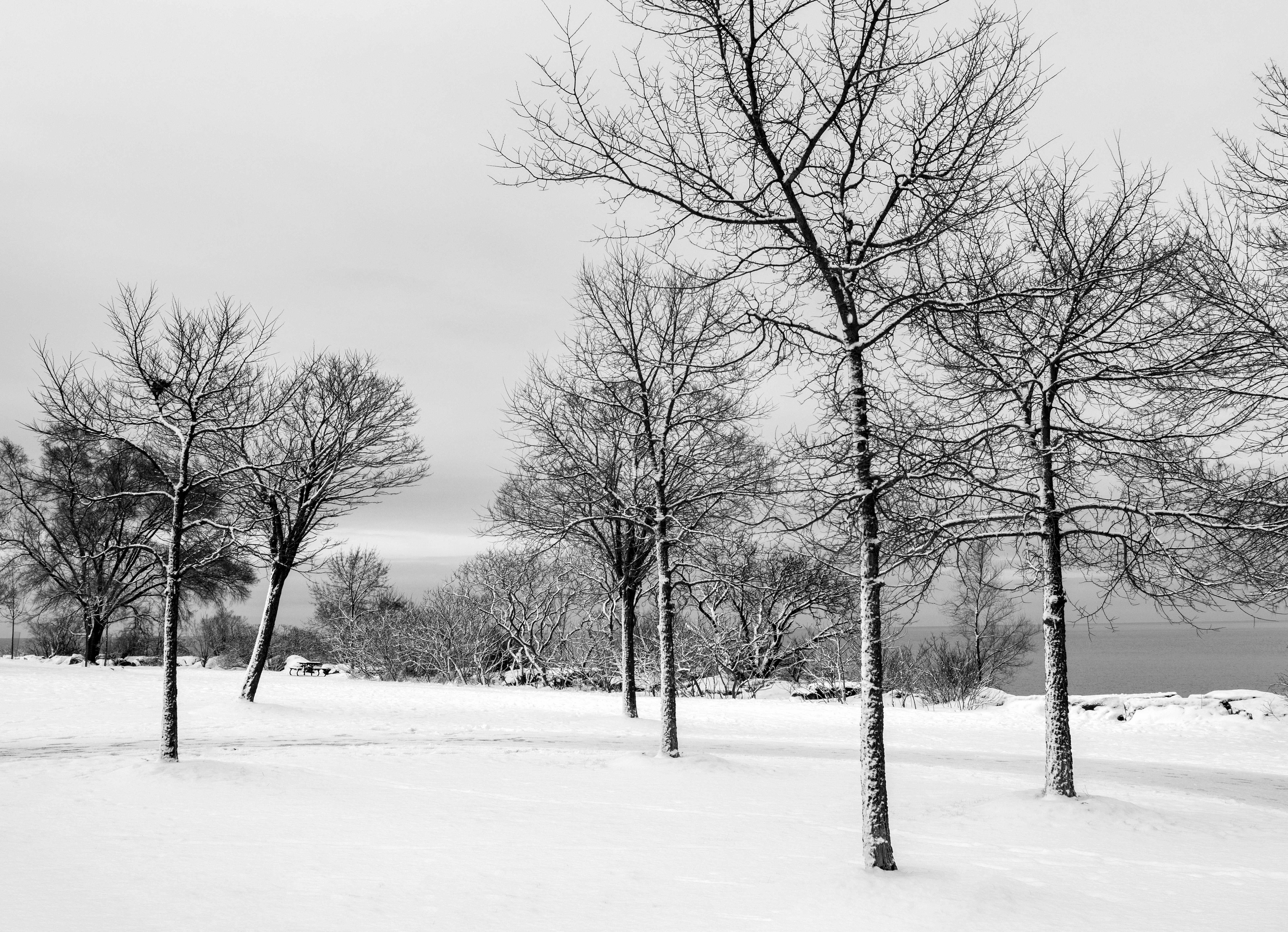 Rick Bogacz Landscape Photograph - "Snow Covered Trees", signed archival pigment print