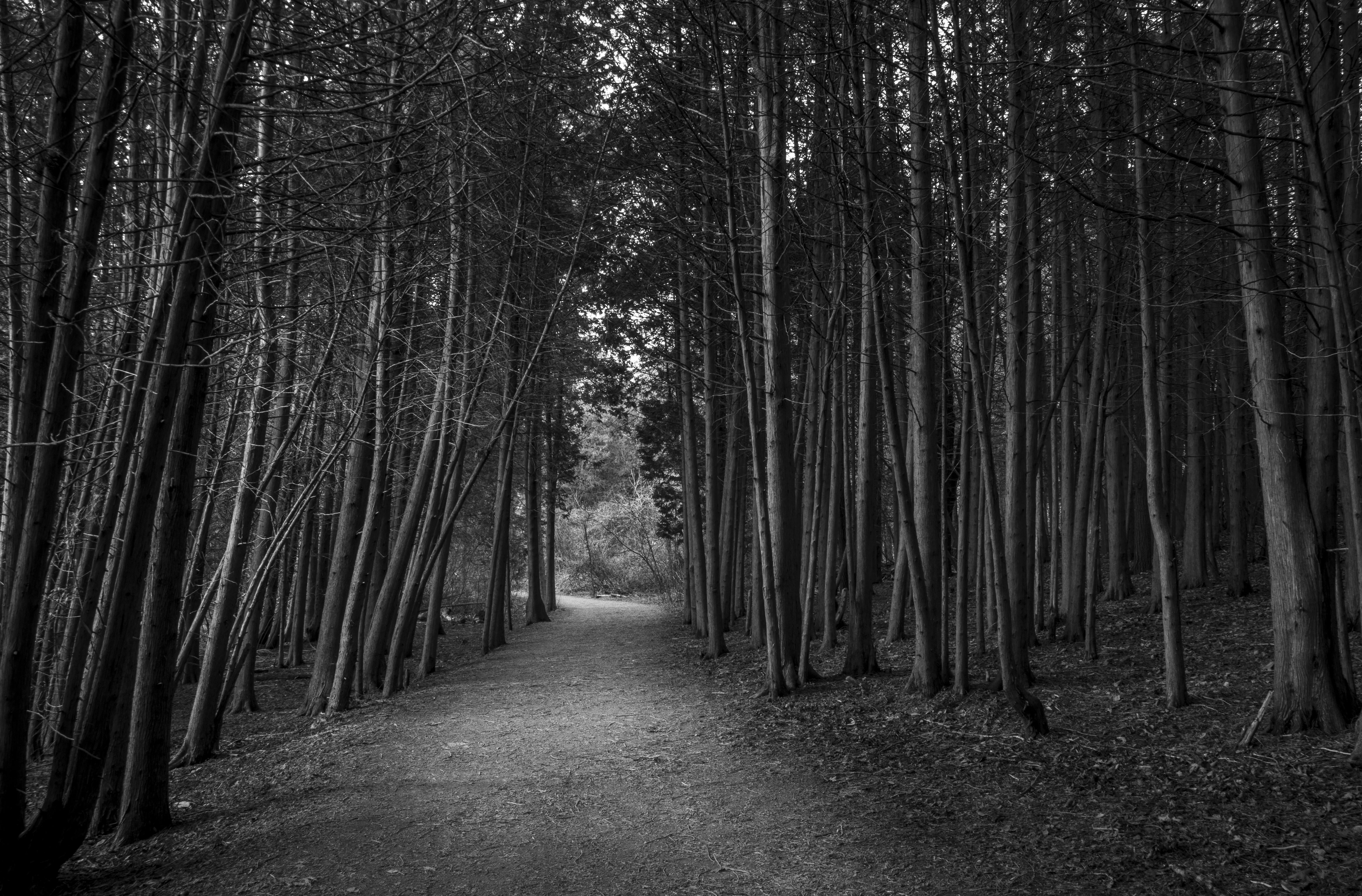 Rick Bogacz Black and White Photograph - "The Dark Forest", signed archival pigment print