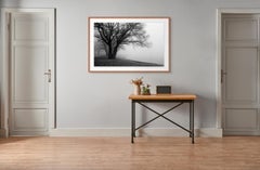 "Tree and Fog Near Sunnyside Beach", signed archival pigment print