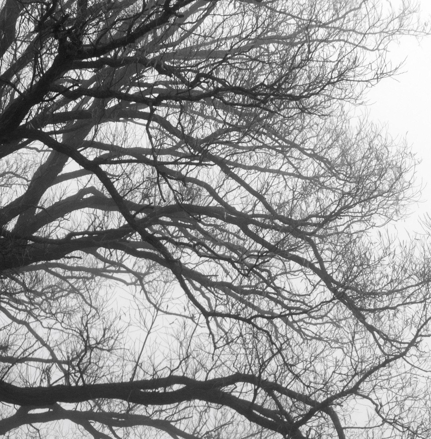 „Tree and Fog Near Sunnyside Beach“, signierter archivtauglicher Pigmentdruck im Angebot 2