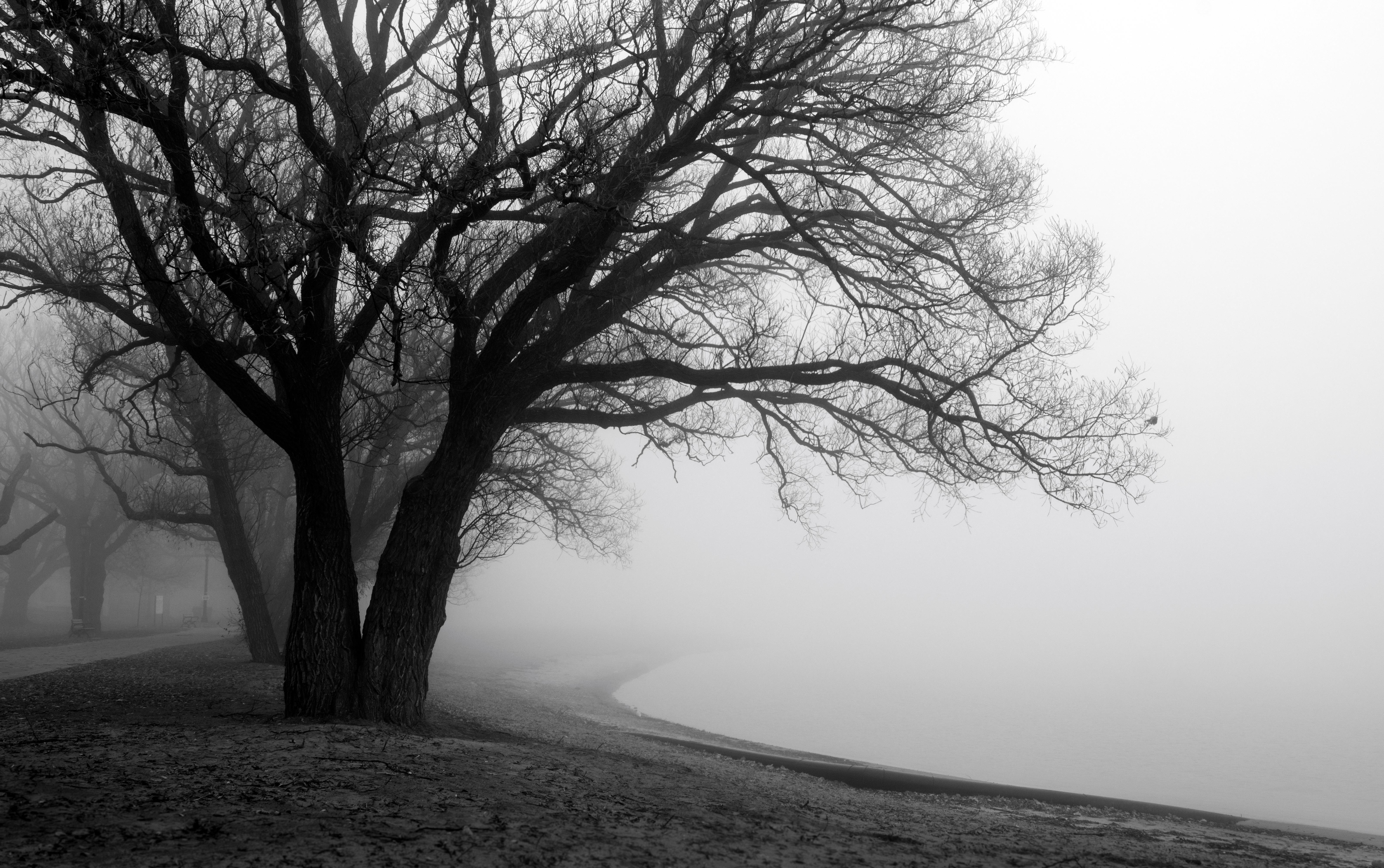 Rick Bogacz Black and White Photograph – „Tree and Fog Near Sunnyside Beach“, signierter archivtauglicher Pigmentdruck