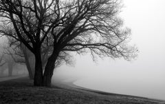 „Tree and Fog Near Sunnyside Beach“, signierter archivtauglicher Pigmentdruck