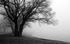 "Tree and Fog Near Sunnyside Beach", signed archival pigment print