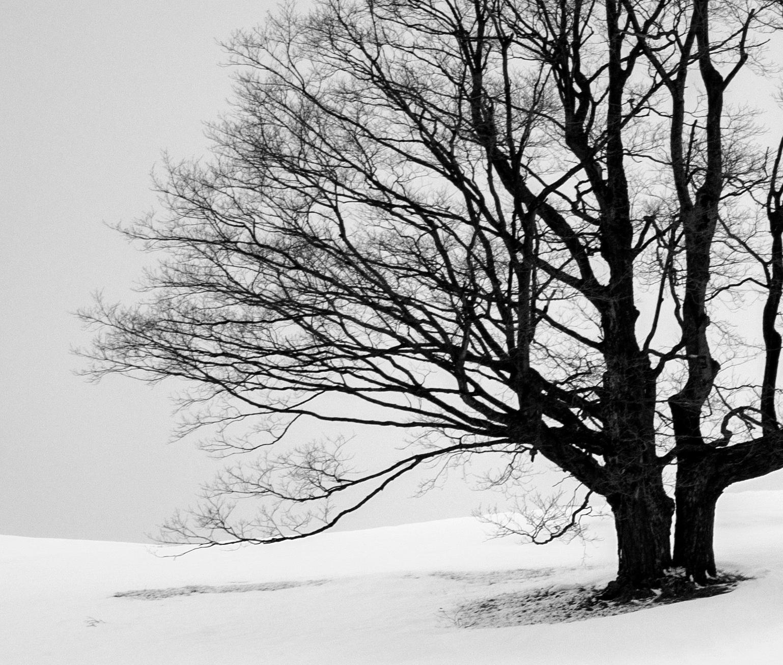 „Tree on Snowy Hillside“, signierter archivtauglicher Pigmentdruck (Zeitgenössisch), Photograph, von Rick Bogacz