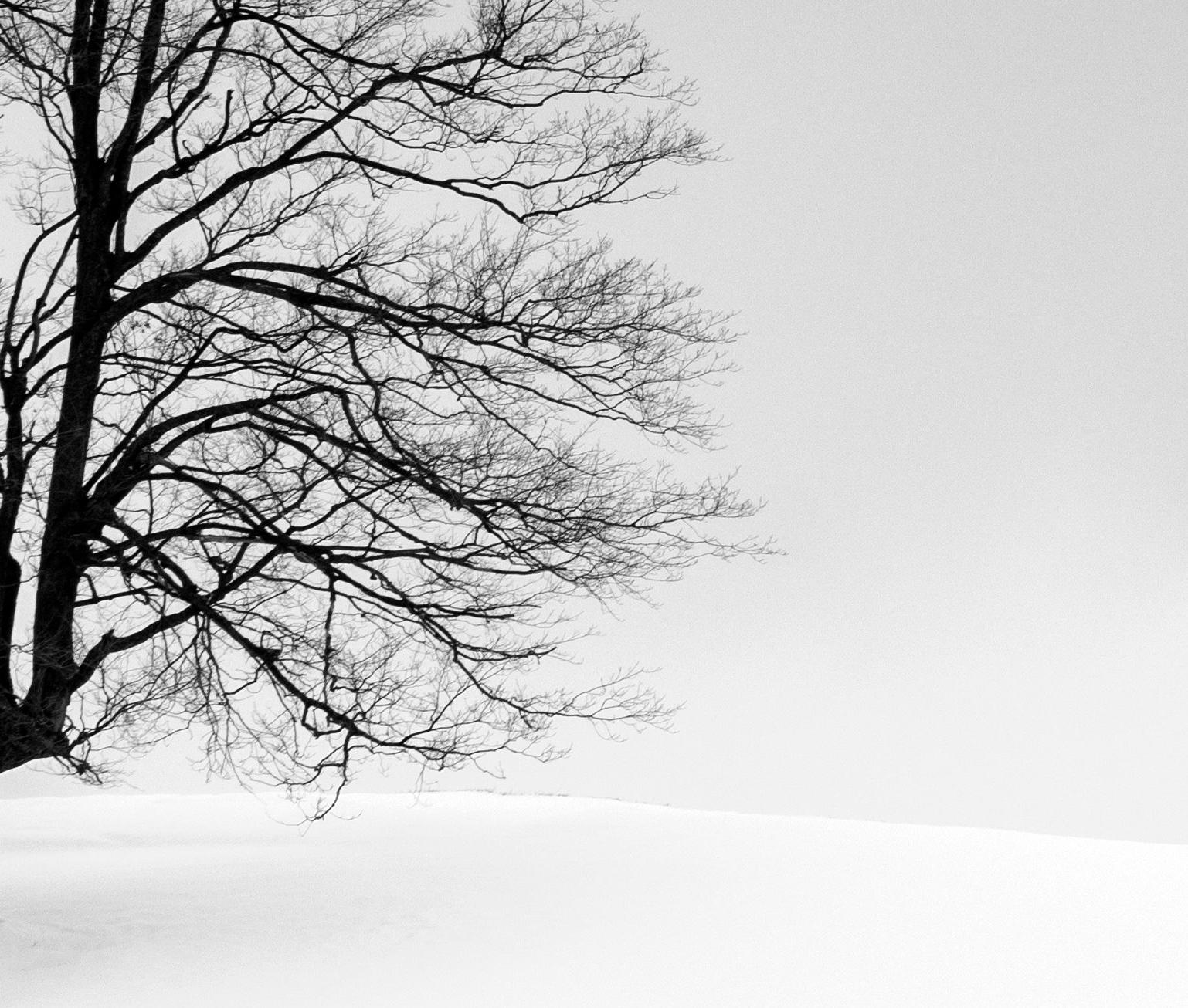 „Tree on Snowy Hillside“, signierter archivtauglicher Pigmentdruck im Angebot 1