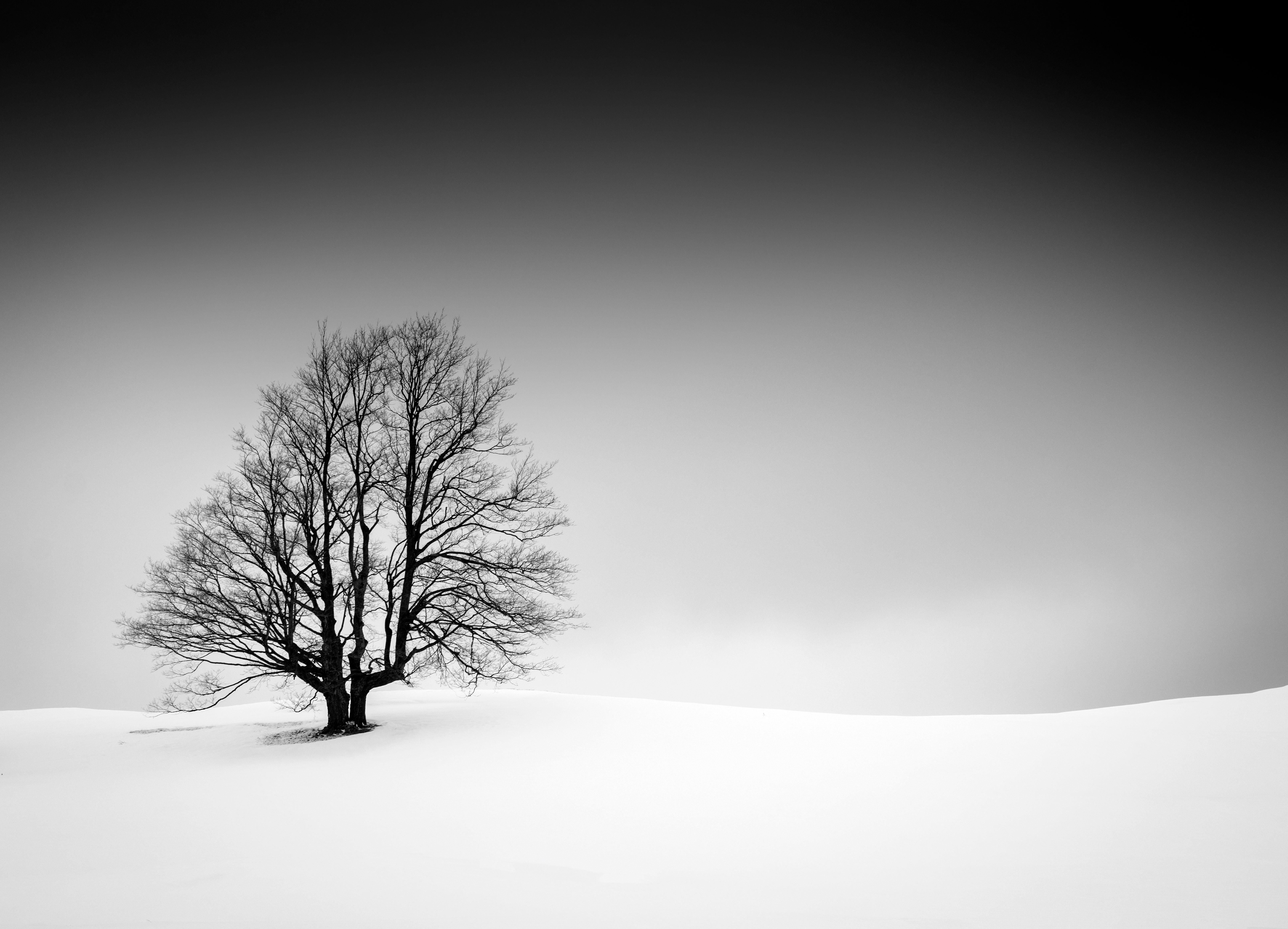 Rick Bogacz Landscape Photograph - "Tree on Snowy Hillside", signed archival pigment print