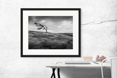 "Windswept Pine", signed archival pigment print