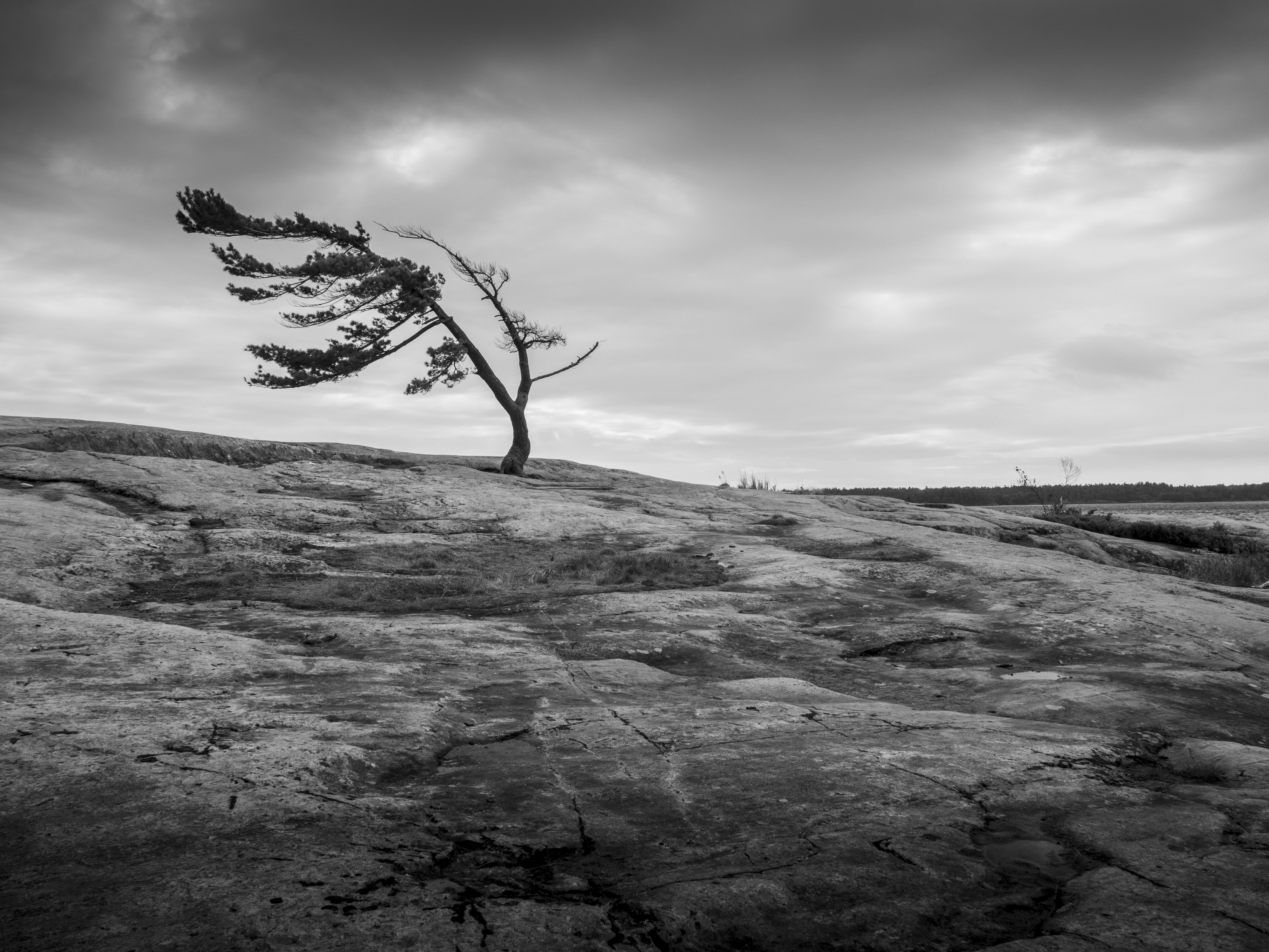 "Windswept Pine", signed archival pigment print
