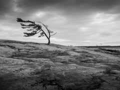 "Windswept Pine", signed archival pigment print