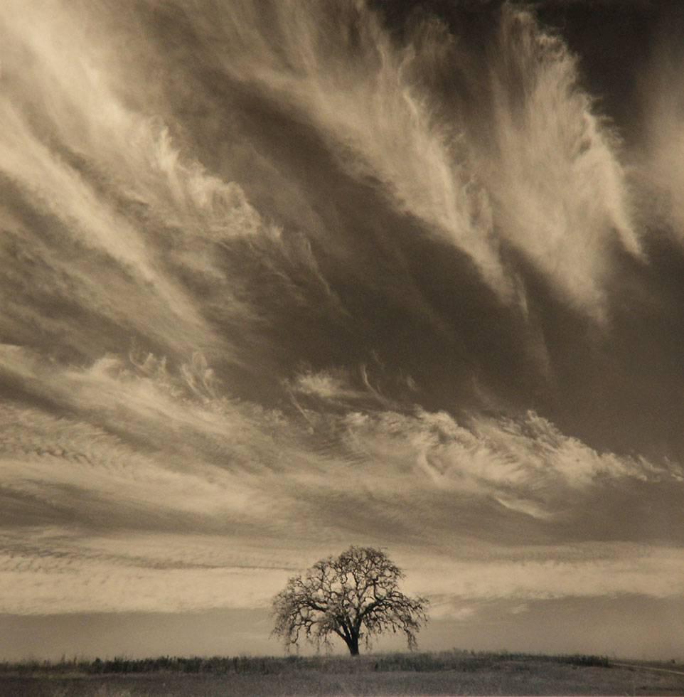 En chêne avec nuages, Californie