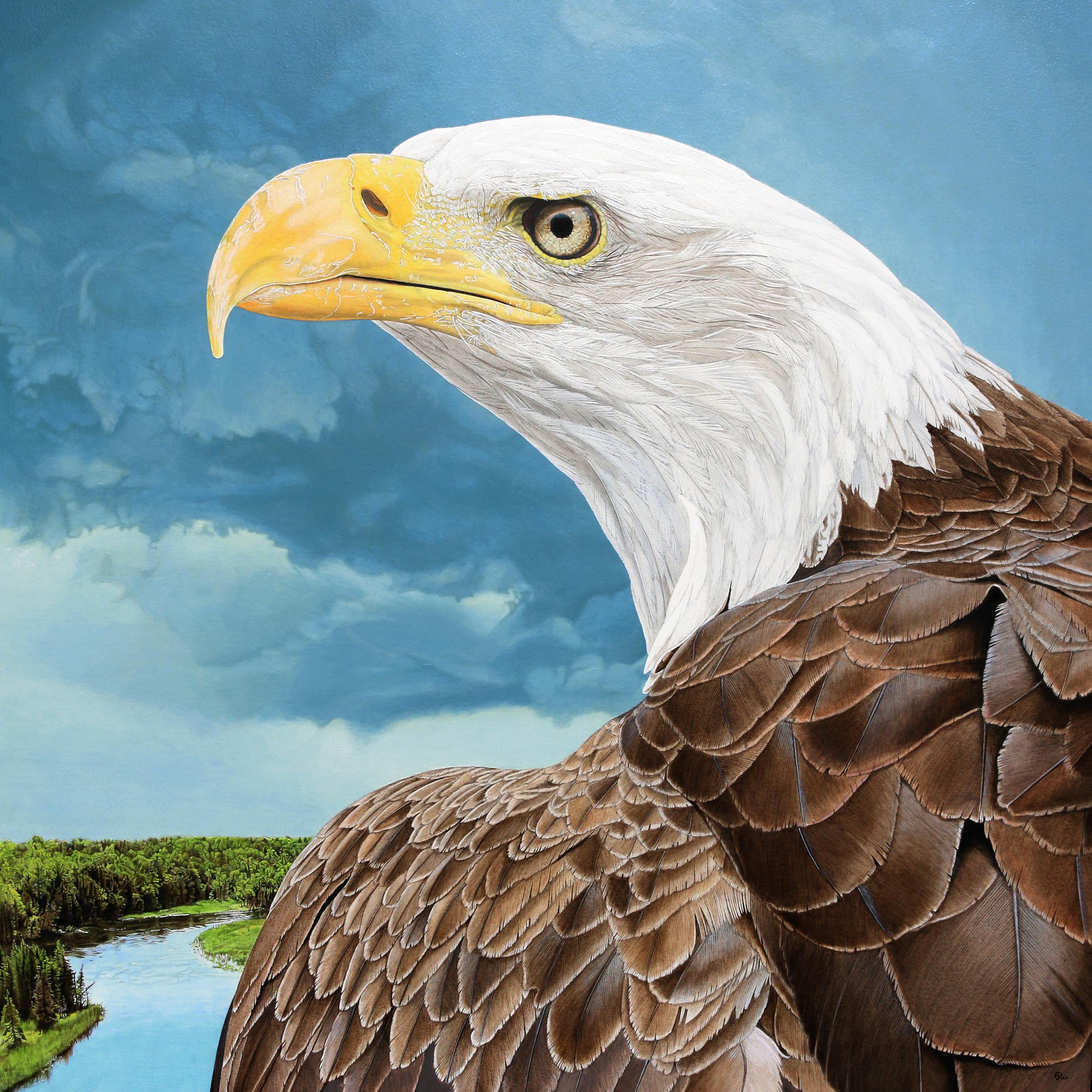 Au Sable Eagle - Retrato fotorrealista de un águila calva hembra, enmarcado