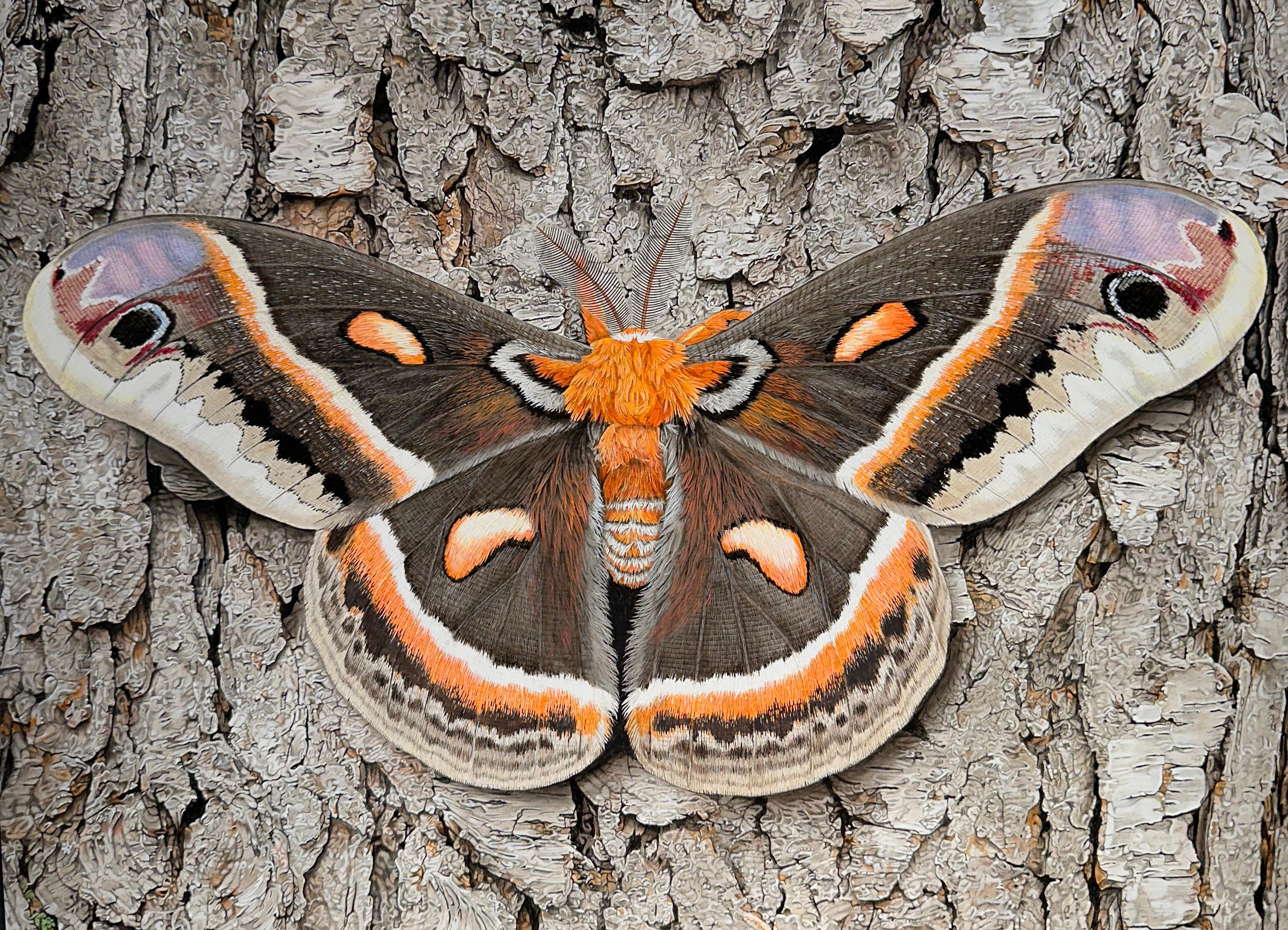 Cecropia Moth on Tree Bark - Life-Like Original Acrylic Painting, Framed - Landscape Painting Grigio di Rick Pas