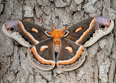 Cecropia Moth on Tree Bark - Life-Like Original Acrylic Painting, Framed