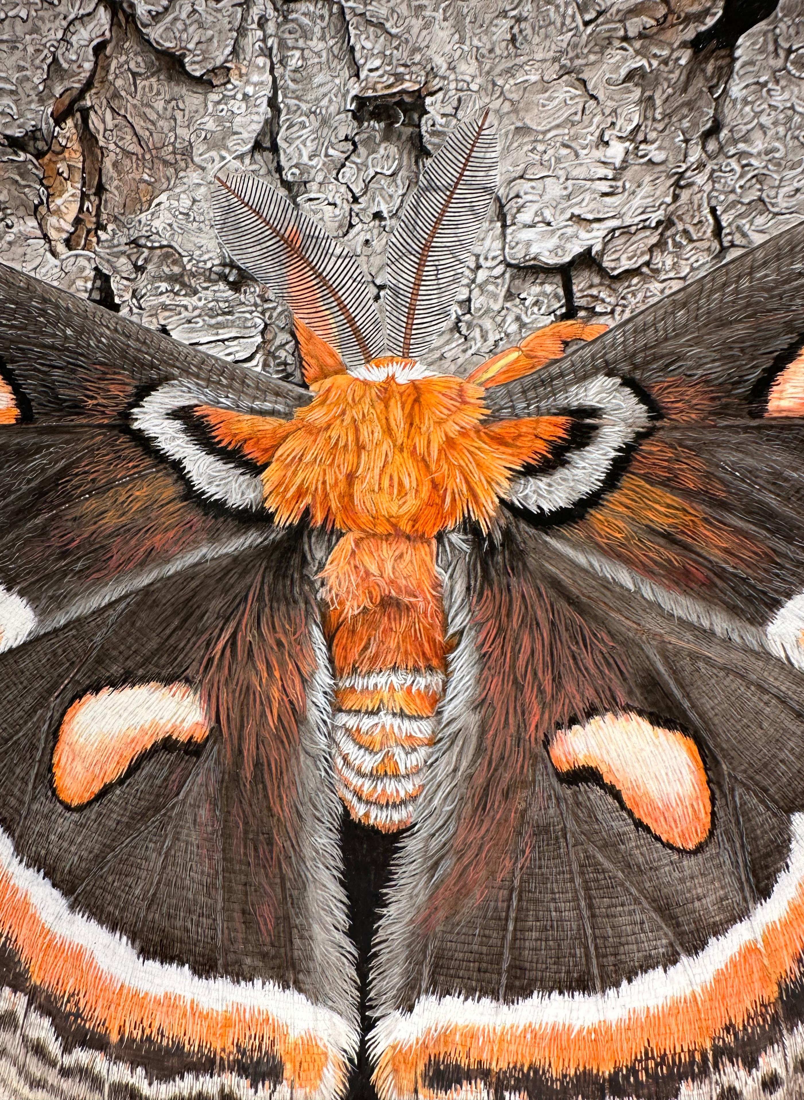 L'artista del Michigan Rick Pas dipinge immagini della natura con dettagli microscopici. Qui una falena Cecropia dai colori vivaci si posa su una corteccia d'albero molto strutturata. La Cecropia è la falena più grande del Nord America e può
